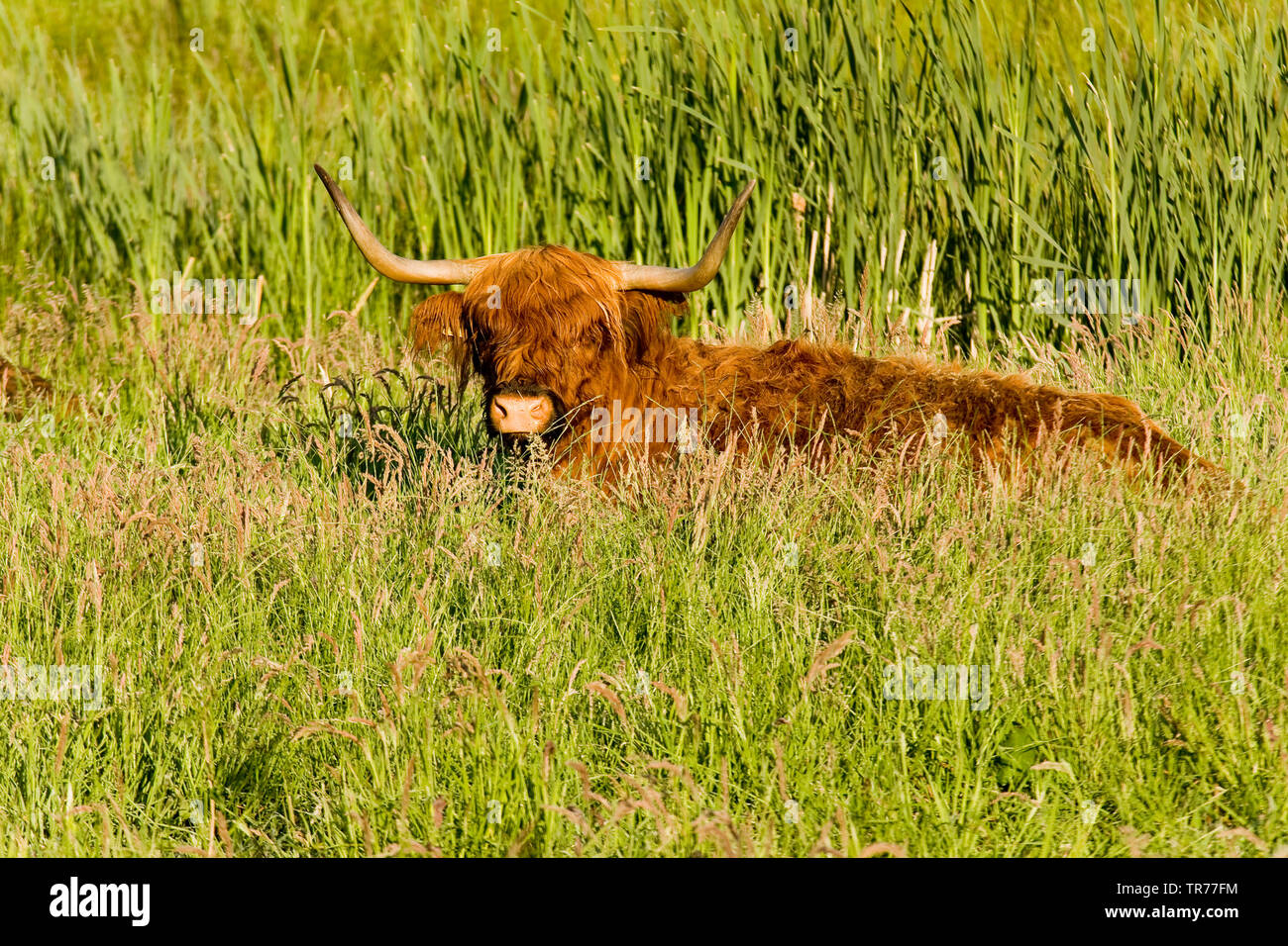 Scottish Highland cattle, Kyloe, Highland vache, Heelan coo (Bos primigenius f. taurus), couché dans l'herbe, Pays-Bas, l'Overijssel, Parc National de Weerribben-Wieden Banque D'Images