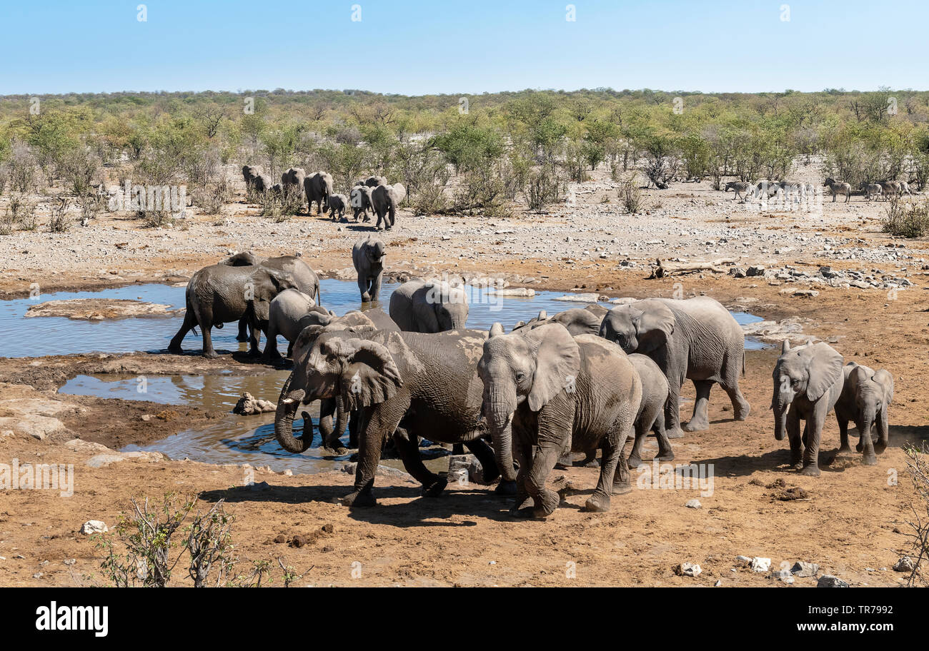 Les éléphants de l'alcool à l'Halali waterhole, Etosha National Park, Namibie. Banque D'Images