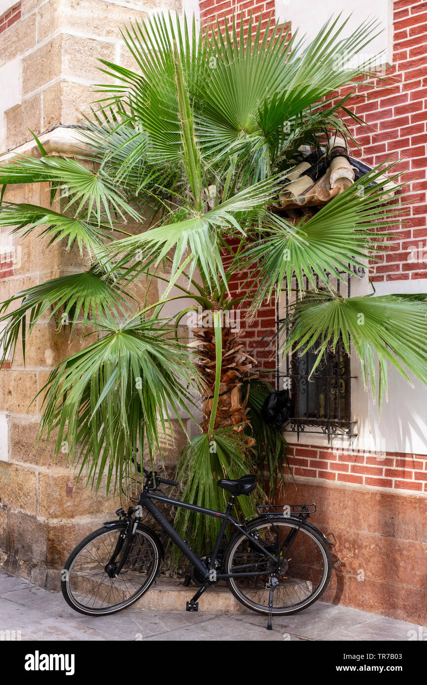 Location garé sous palmier à Malaga, Espagne. Banque D'Images