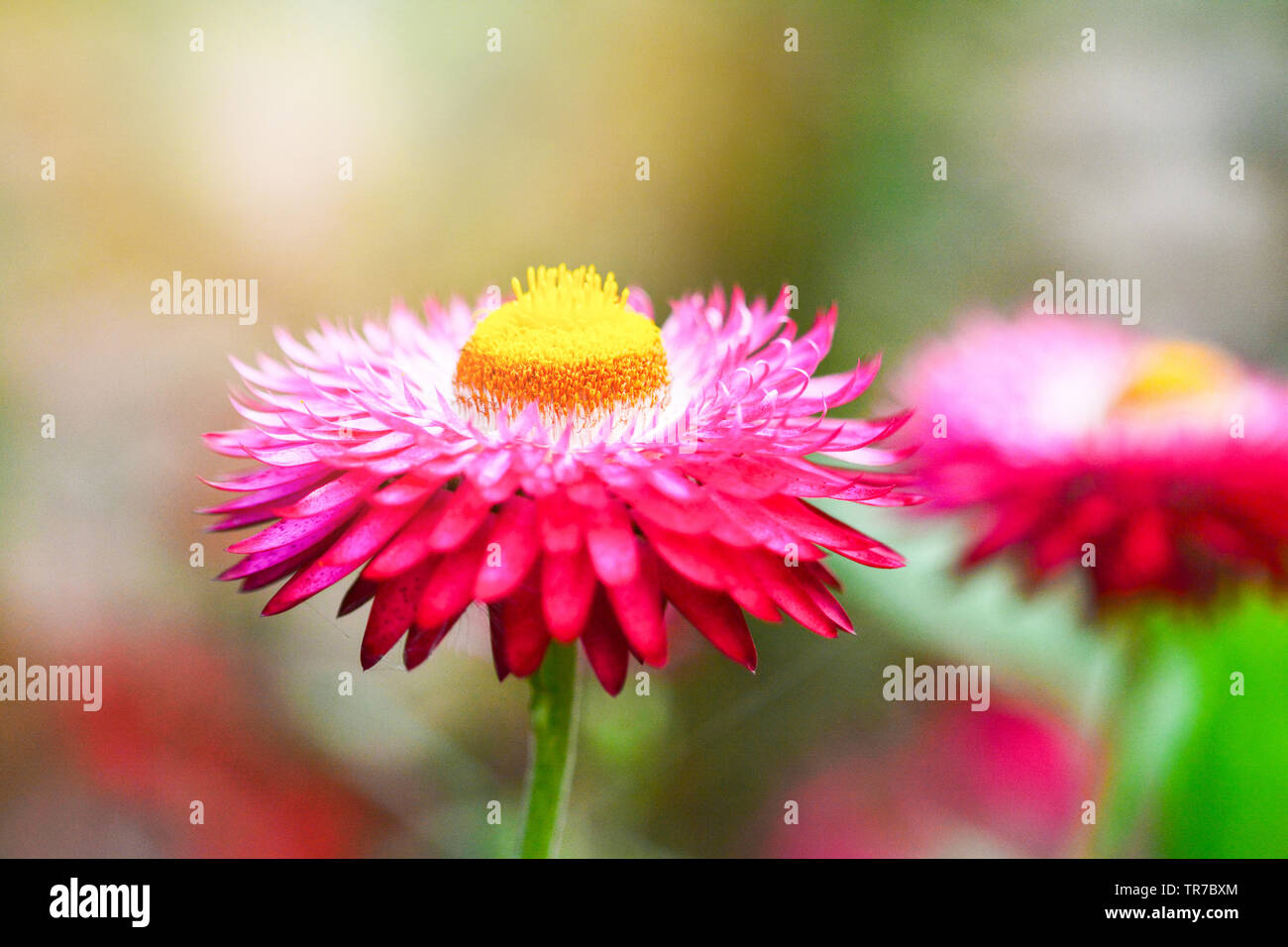 Belle fleur de paille ou d'Immortelle en fleurs au printemps jardin coloré / Xerochrysum bracteatum - Helichrysum bracteatum Banque D'Images