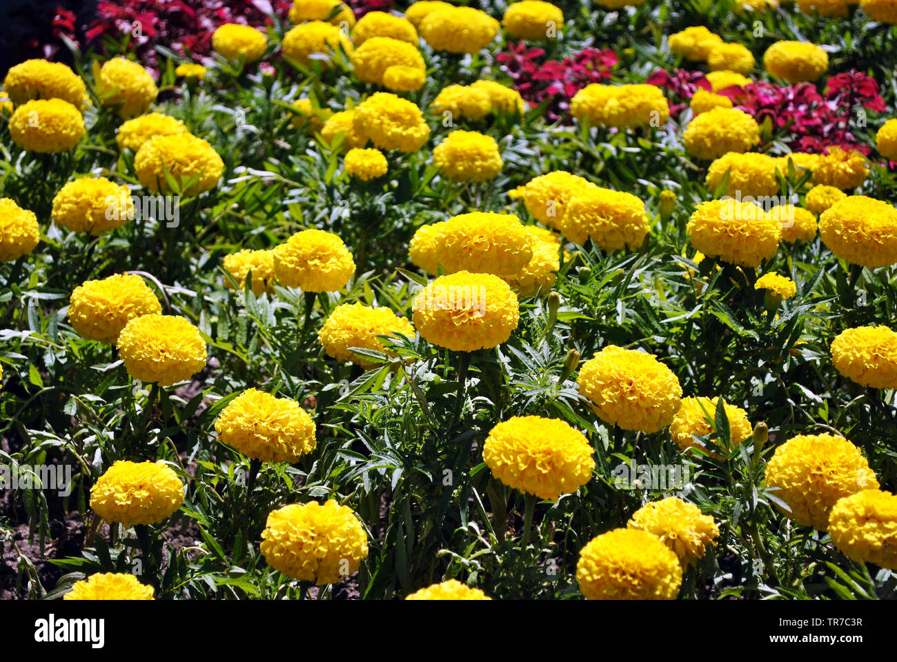 Tagetes erecta tagètes glade jaune et orange fleurs poussant dans lit de fleur Banque D'Images