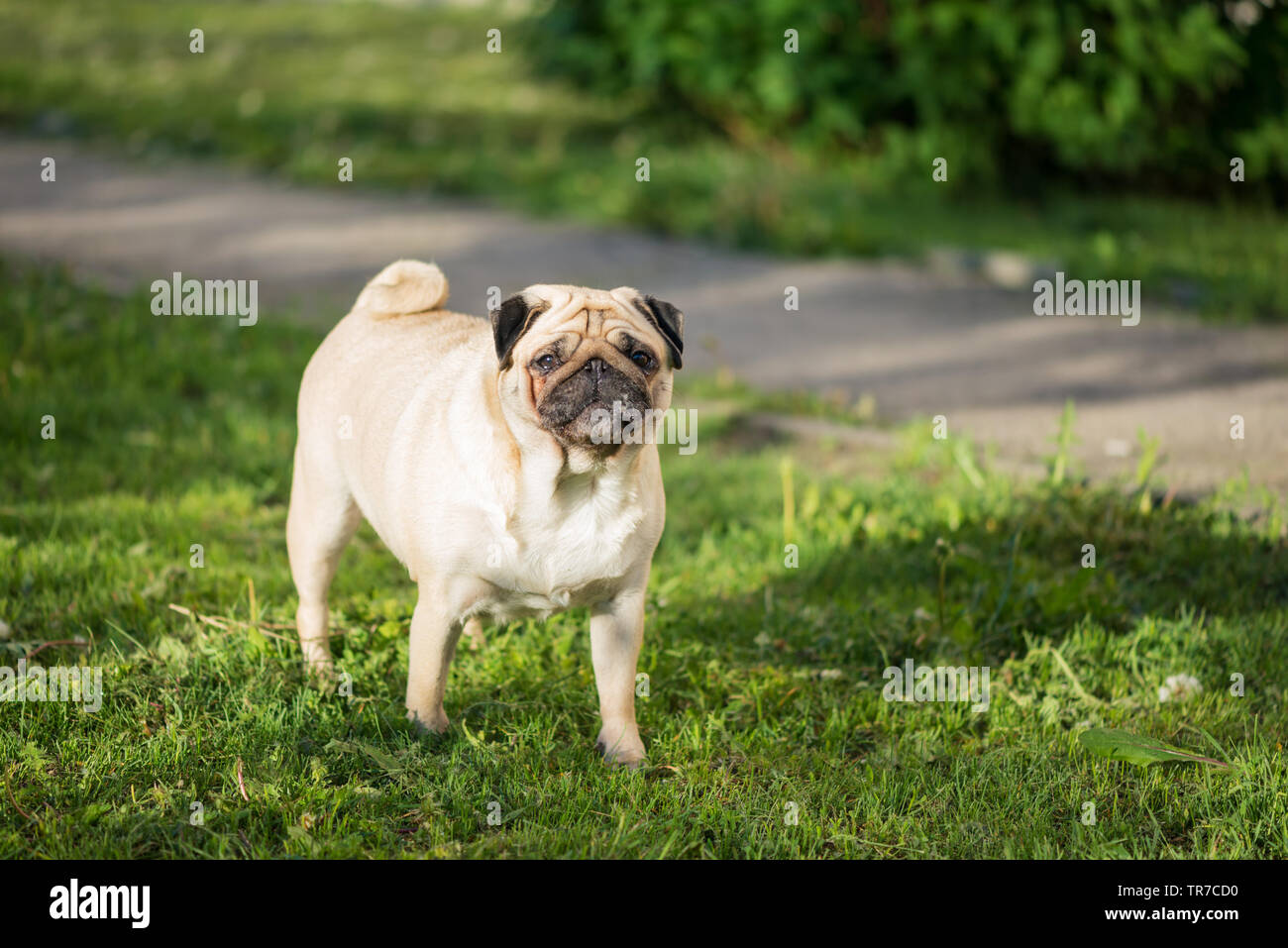 Cute dog pug beige avec de grands yeux est debout et regardant la caméra  sur un chien à marcher avec de l'herbe verte zone sur un matin d'été Photo  Stock - Alamy