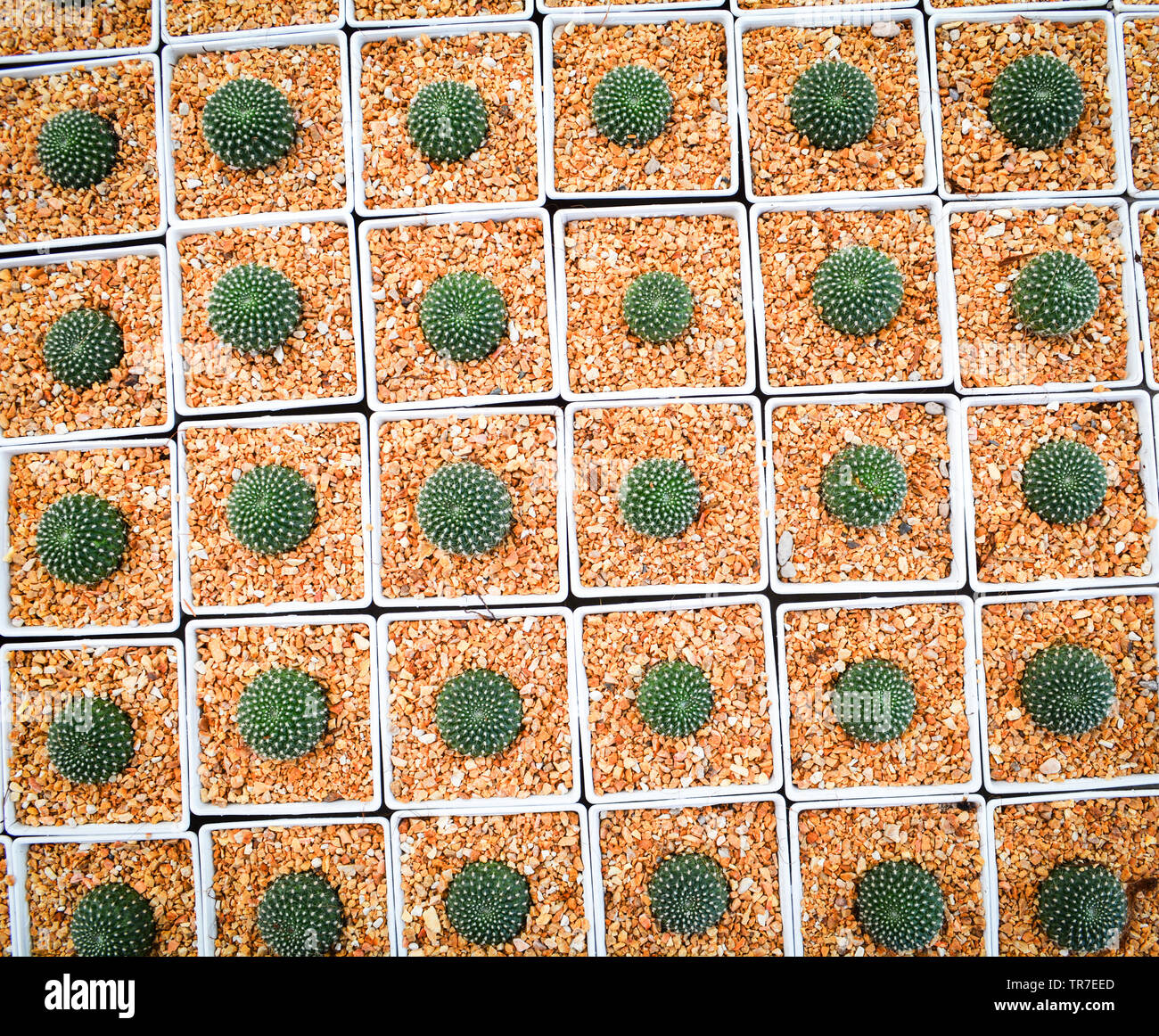 Mini cactus en pot dans le jardin de cactus à effet de l'agriculture agricole pépinière - Vue de dessus Banque D'Images