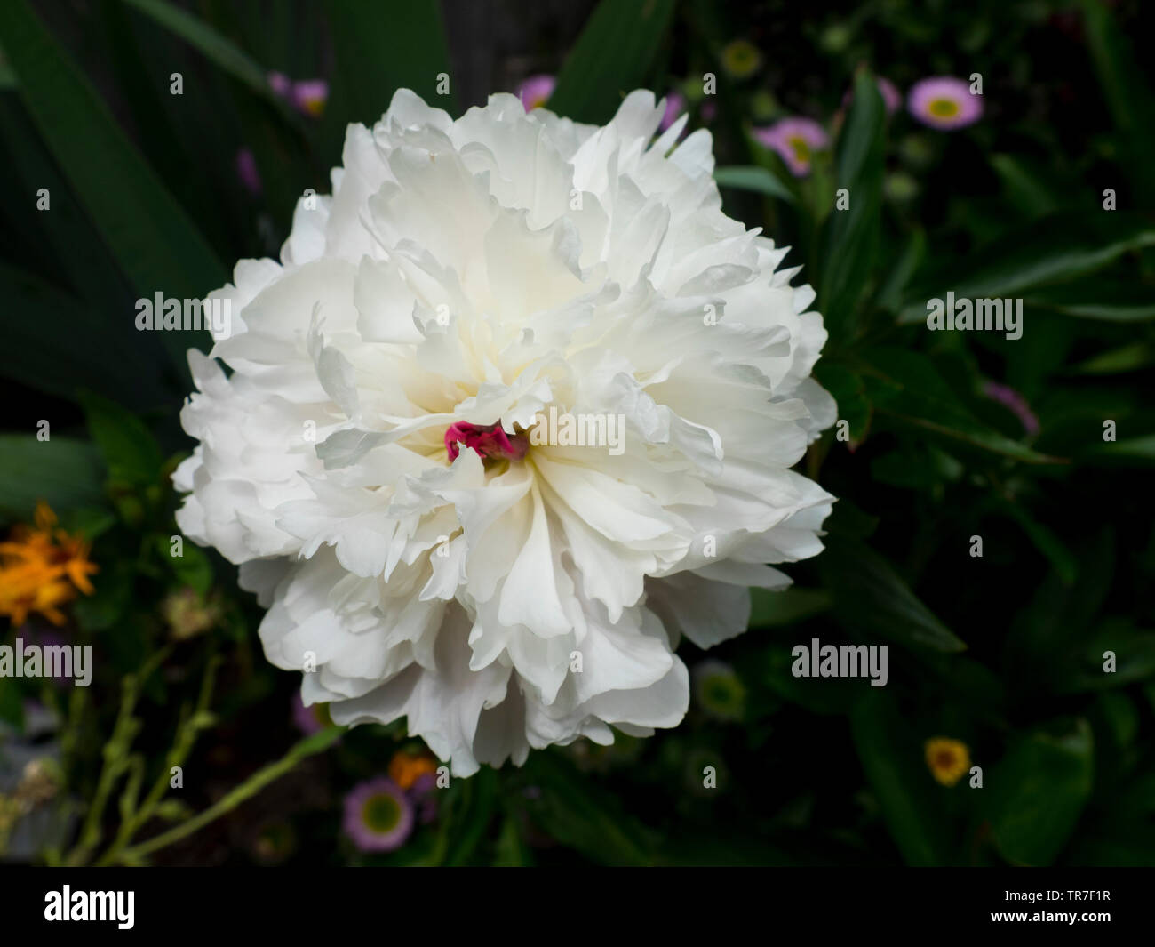 La pivoine 'Solange', Paeonia lactiflora 'Solange', fleur de jardin, UK Banque D'Images