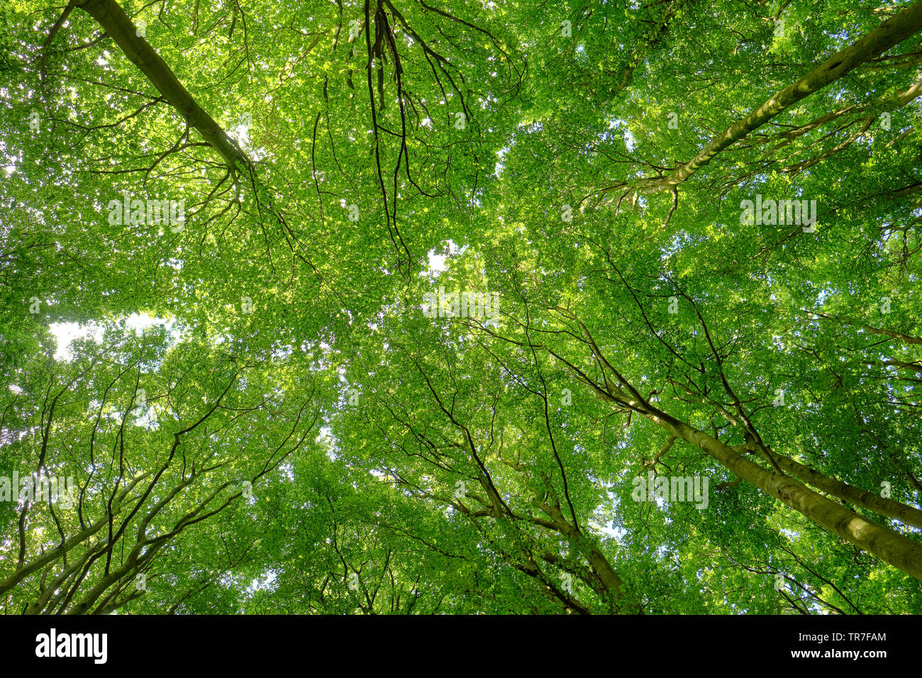 Les arbres et la forêt de Beech / Stubnitz de Jasmund, côte Baltique de l'île de Rugen Allemagne - baignade forestière - phytoncides Banque D'Images