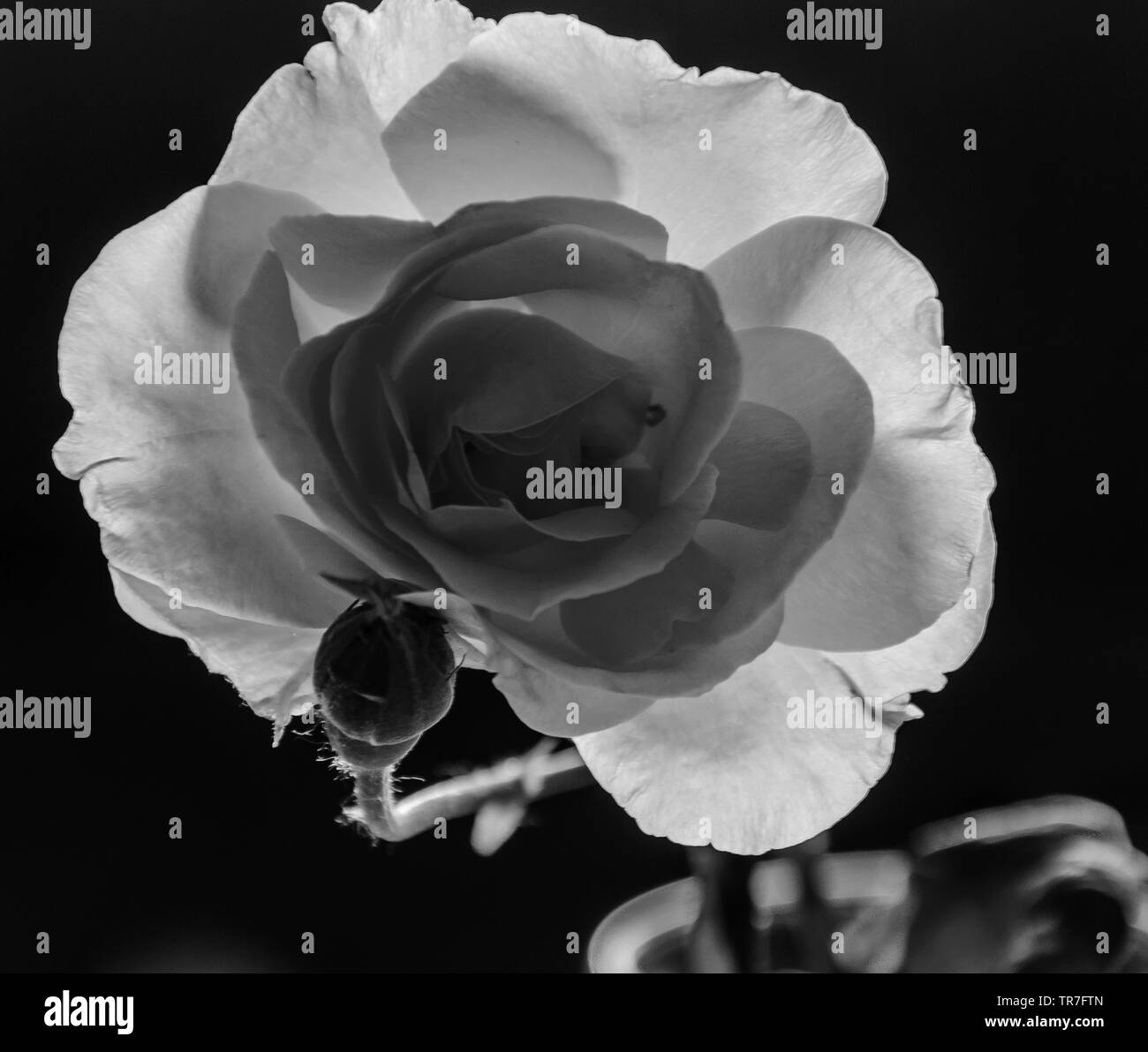 Macro rose Banque D'Images