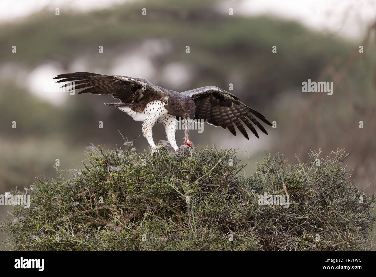 Aigle Martial manger leurs proies (pintades) Banque D'Images