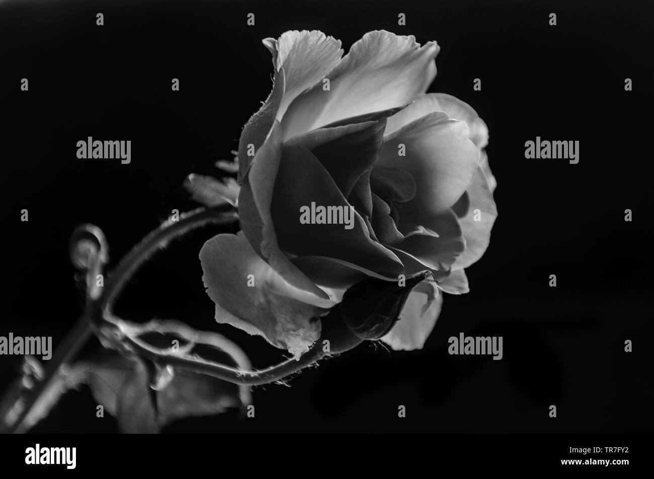 Macro rose Banque D'Images