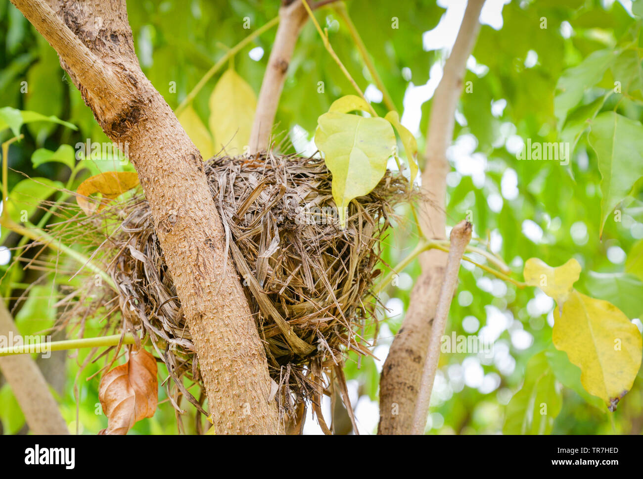 Close up de nid d'oiseau sur l'arbre sur fond vert nature Banque D'Images