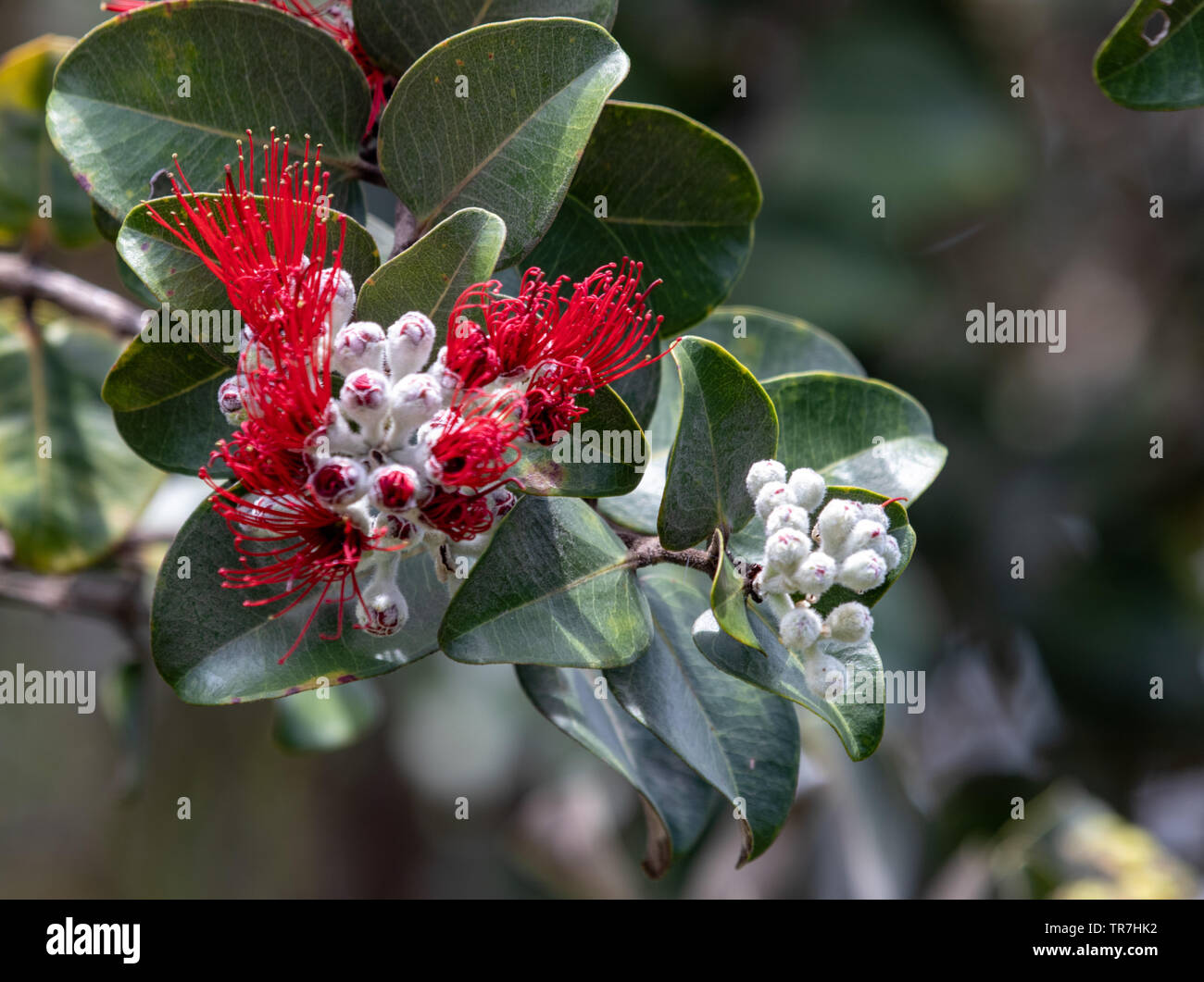 Metrosideros polymorpha, l'ʻŌhiʻa lehua, est une espèce de conifère Banque D'Images