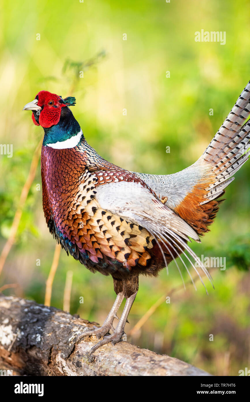 Un Coq faisan qui chantent au printemps dans le Dakota du Sud Banque D'Images