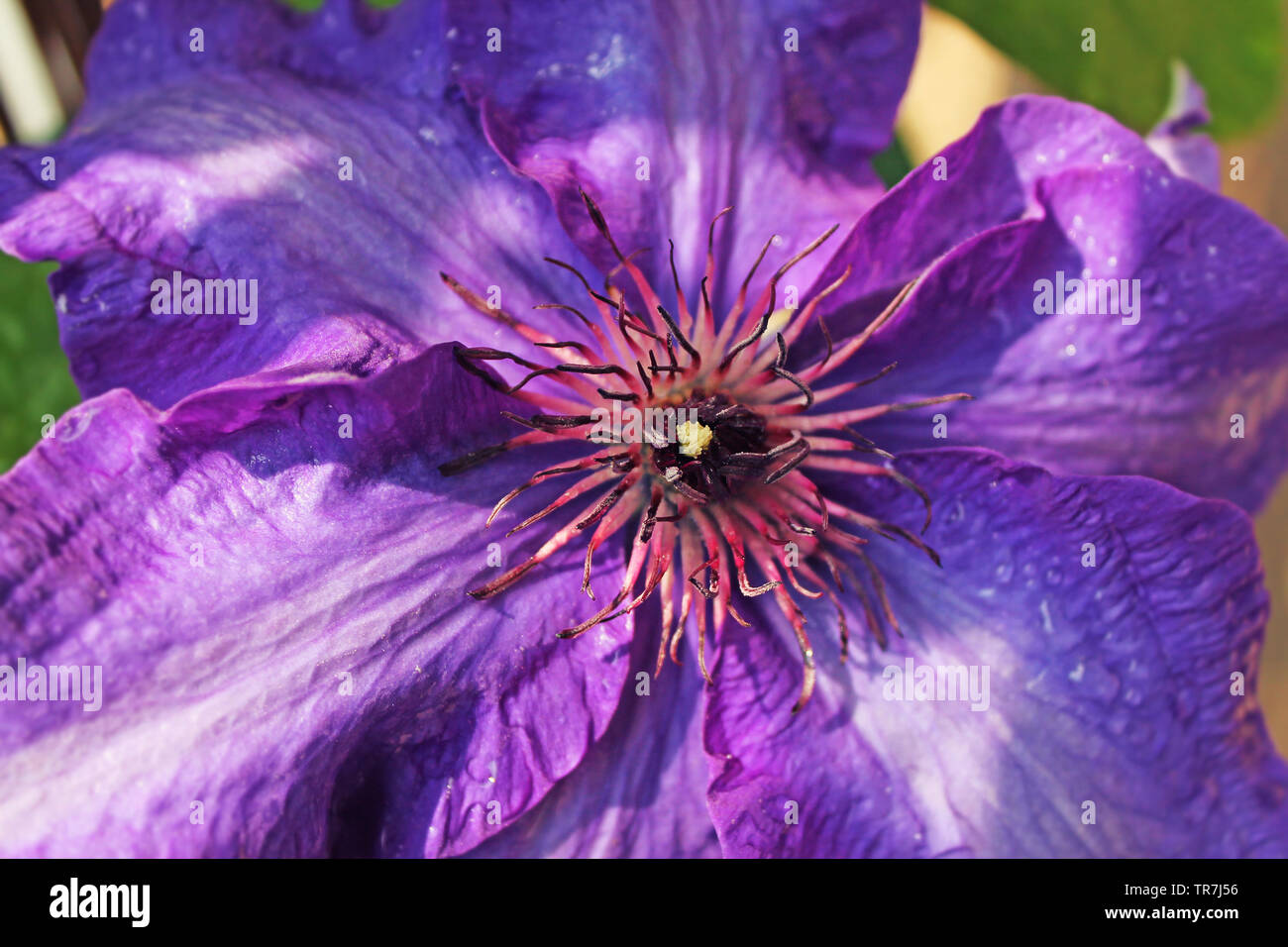 Fleurs colorées Clematis 'Jackmanii' à un jardin de près. Banque D'Images