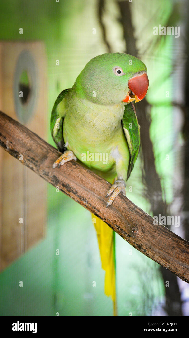 Perroquet vert oiseau de compagnie dans la cage / belle bague rose oiseau  Perruche à collier d'Alexandrine Photo Stock - Alamy