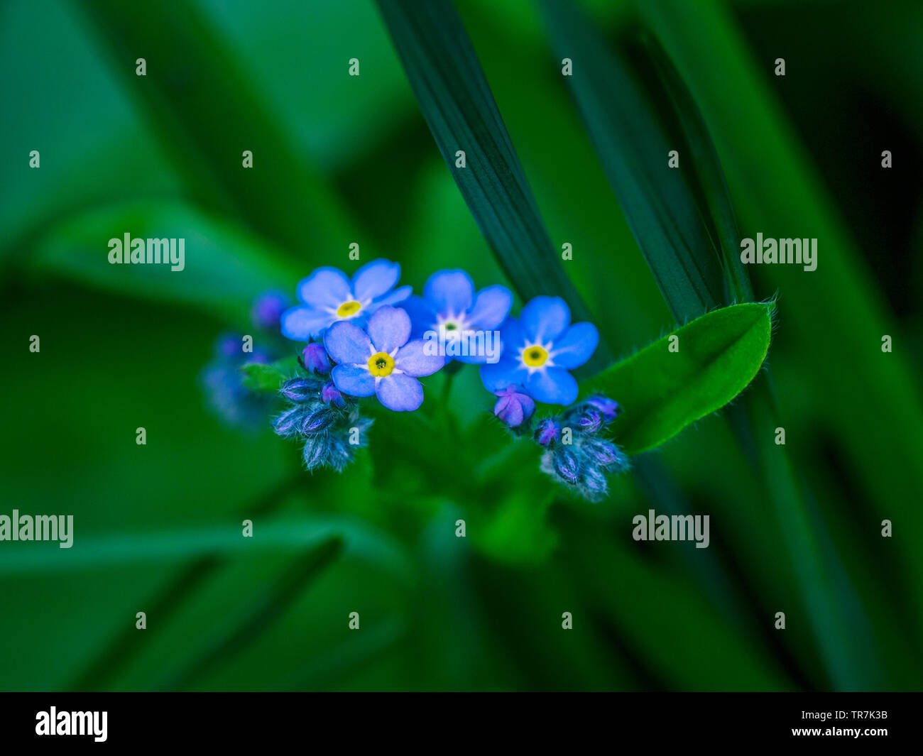 Close up de fleurs Myosotis (Myosotis) in garden Banque D'Images