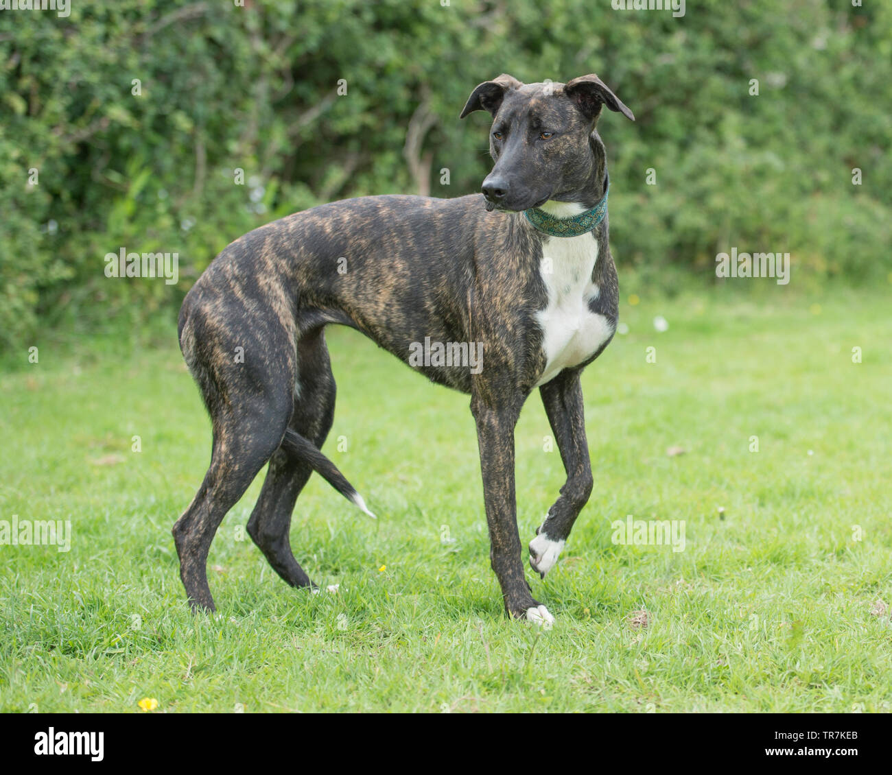 Lurcher bull dog Banque D'Images