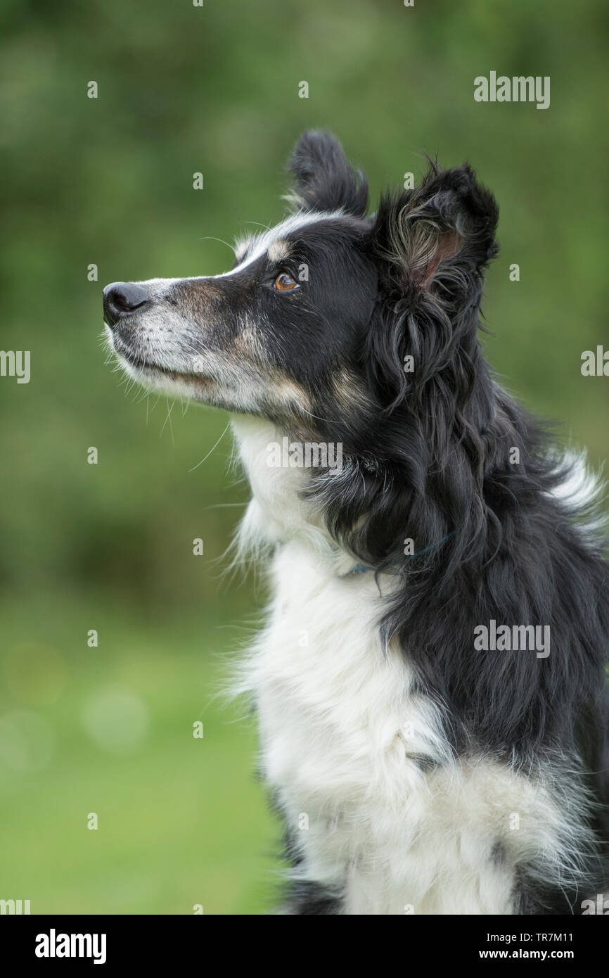 Chien de berger border collie Banque D'Images