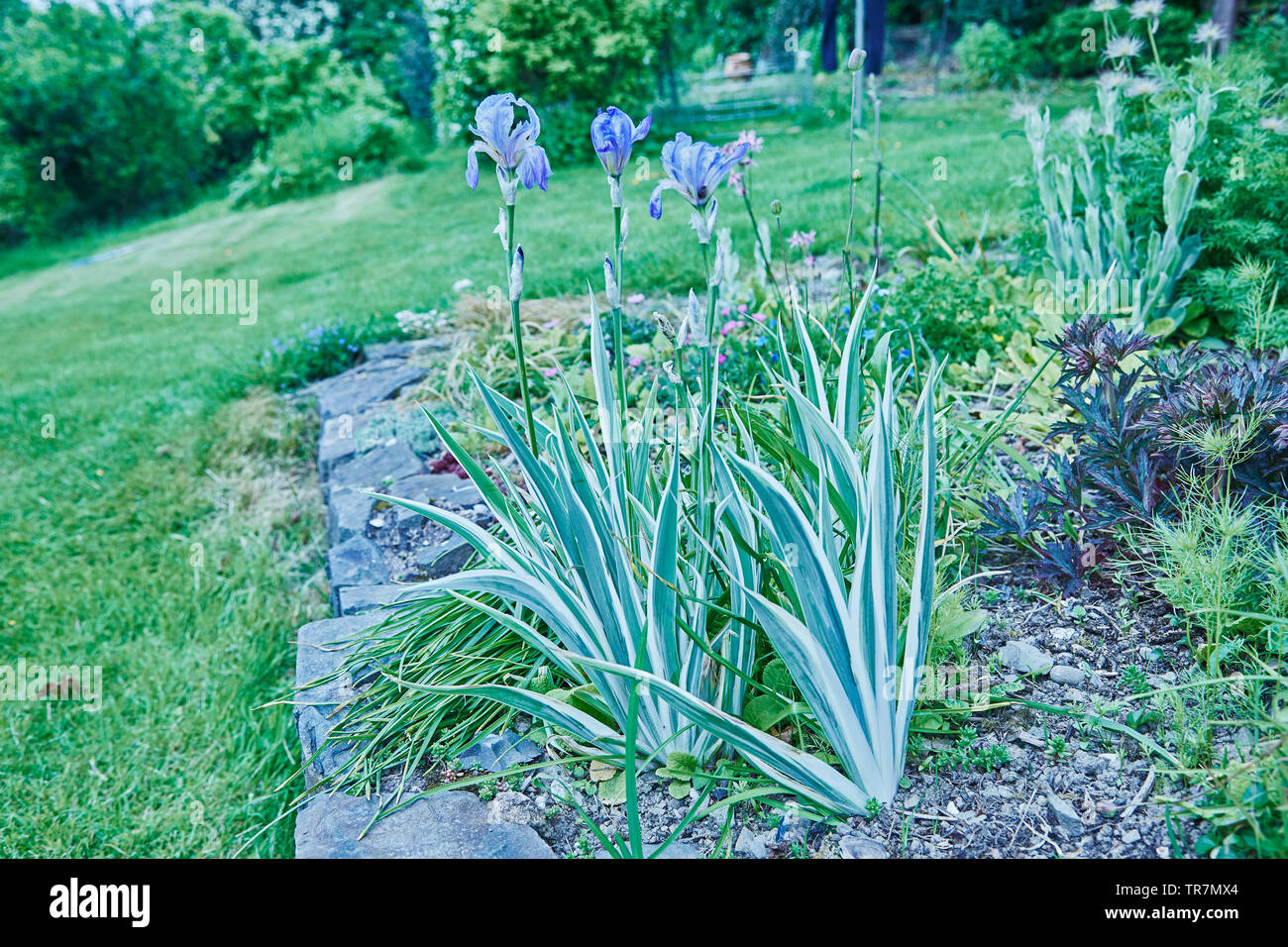 Un iris bleu avec varigated feuilles dans un jardin frontière. Banque D'Images