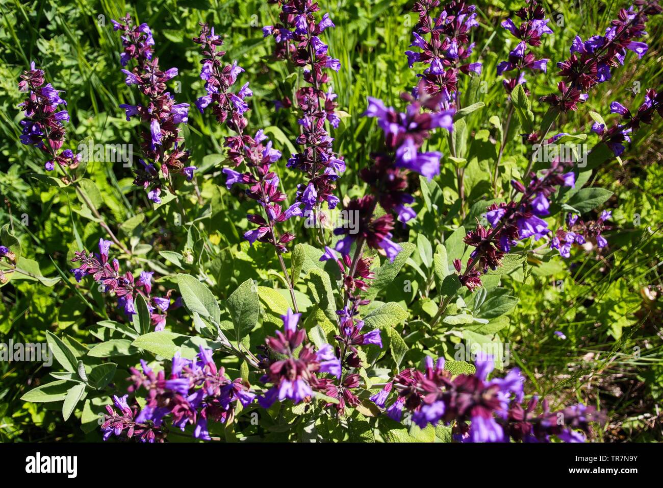 Close up of fleurs de sauge (salvia) bush en lit de jardin, Allemagne Banque D'Images