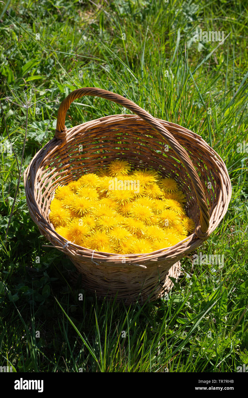Panier en osier à l'ancienne avec des fleurs de pissenlit récolté - Taraxacum officinale - chefs de fabrication du vin fait maison dans un champ. Banque D'Images