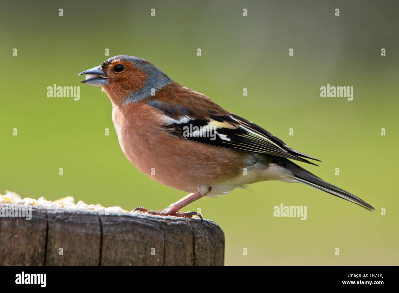 Chaffinch (Fringilla coelebs), homme sur un poteau, collines de Quantock, Somerset, England, UK. Banque D'Images