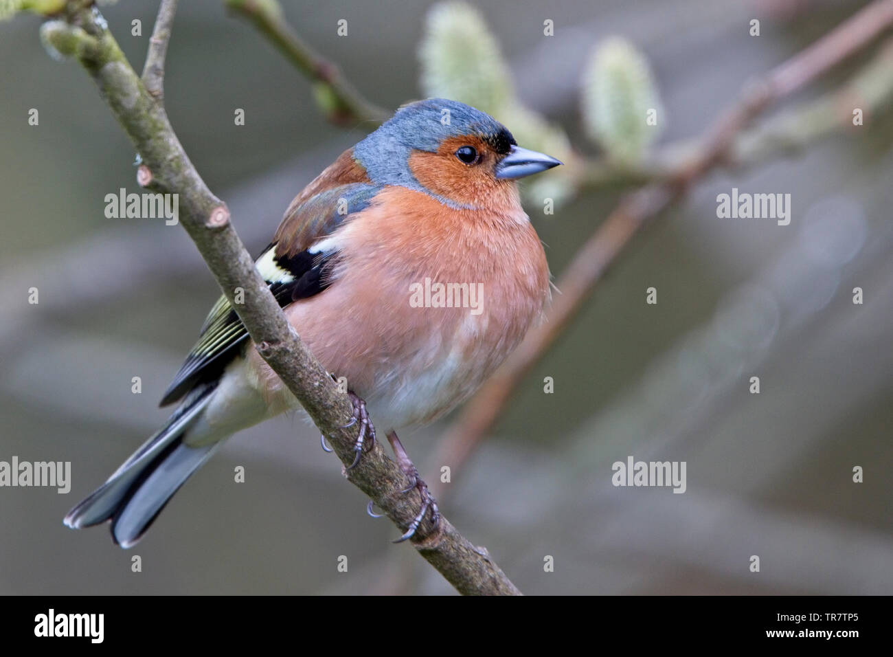 Chaffinch (Fringilla coelebs), perché dans un arbre, collines de Quantock, Somerset, England, UK. Banque D'Images