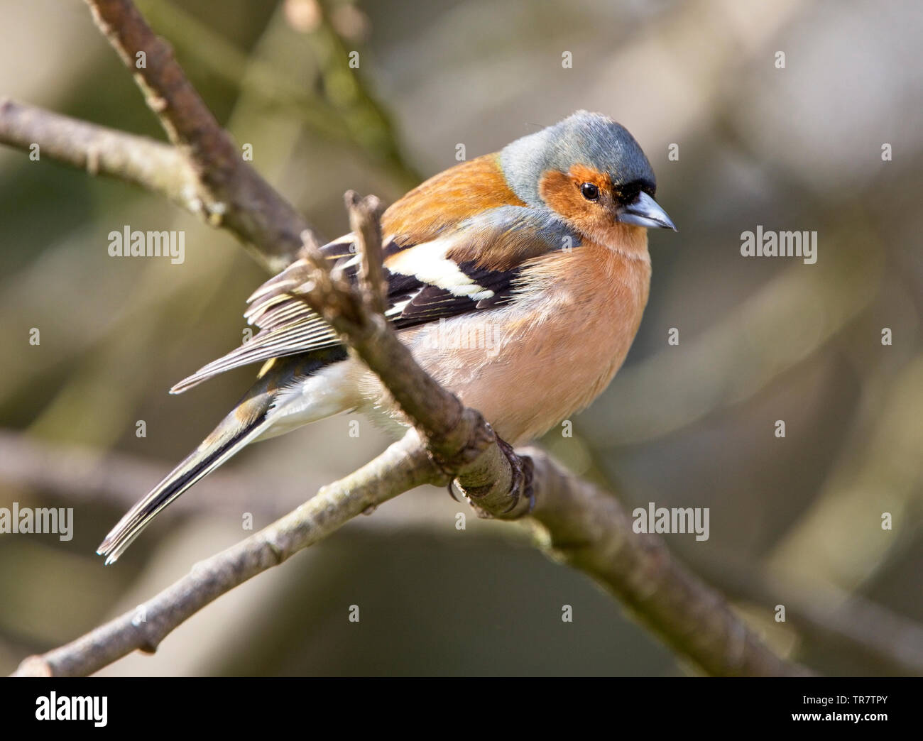 Chaffinch (Fringilla coelebs), perché dans un arbre, collines de Quantock, Somerset, England, UK. Banque D'Images