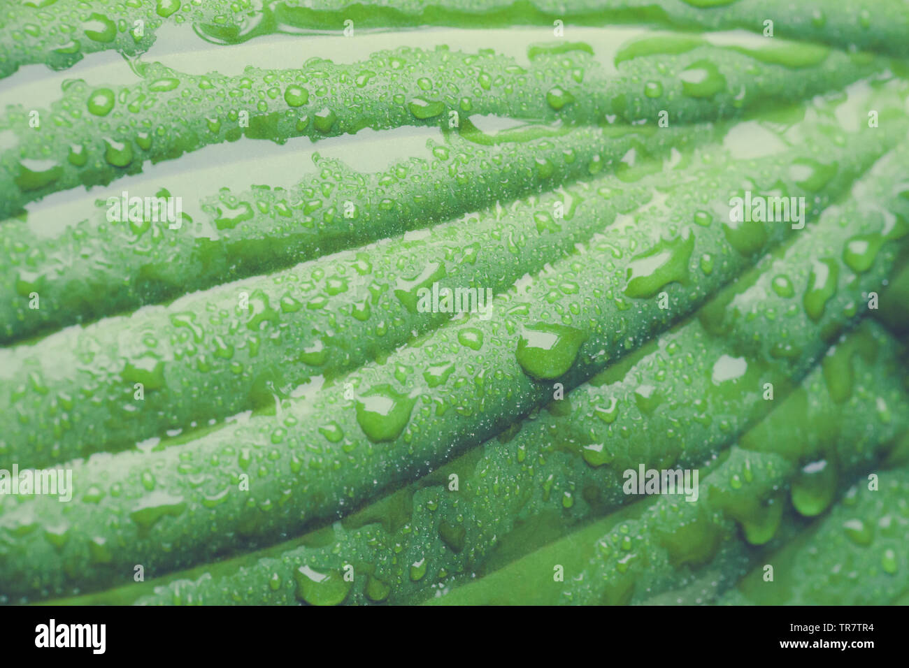 Une vue rapprochée de gouttelettes d'eau sur une feuille de plante Hosta Banque D'Images