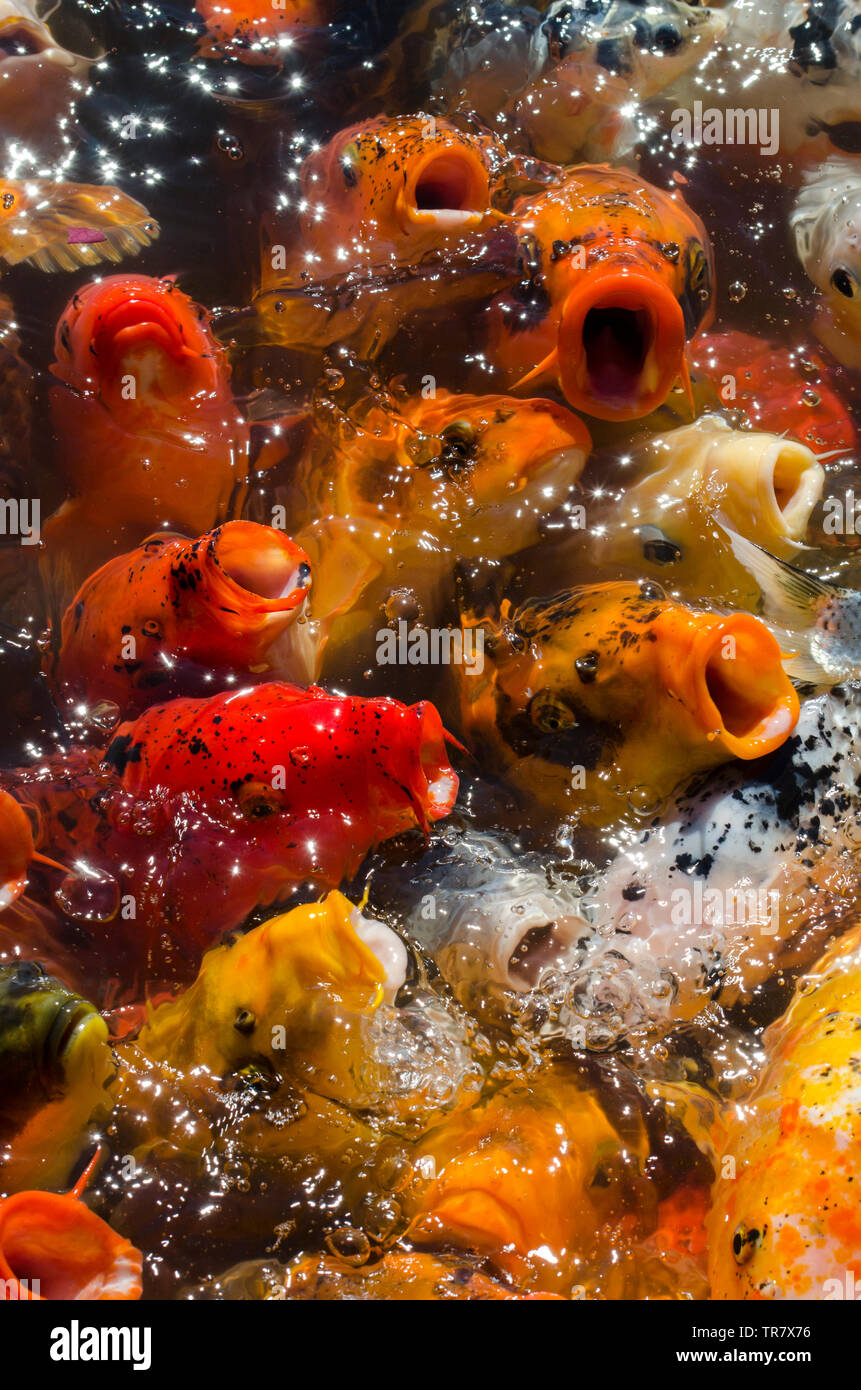 Piscine carpes colorées dans l'étang de koi japonais traditionnels dans l'affaire Lehigh, Utah Banque D'Images