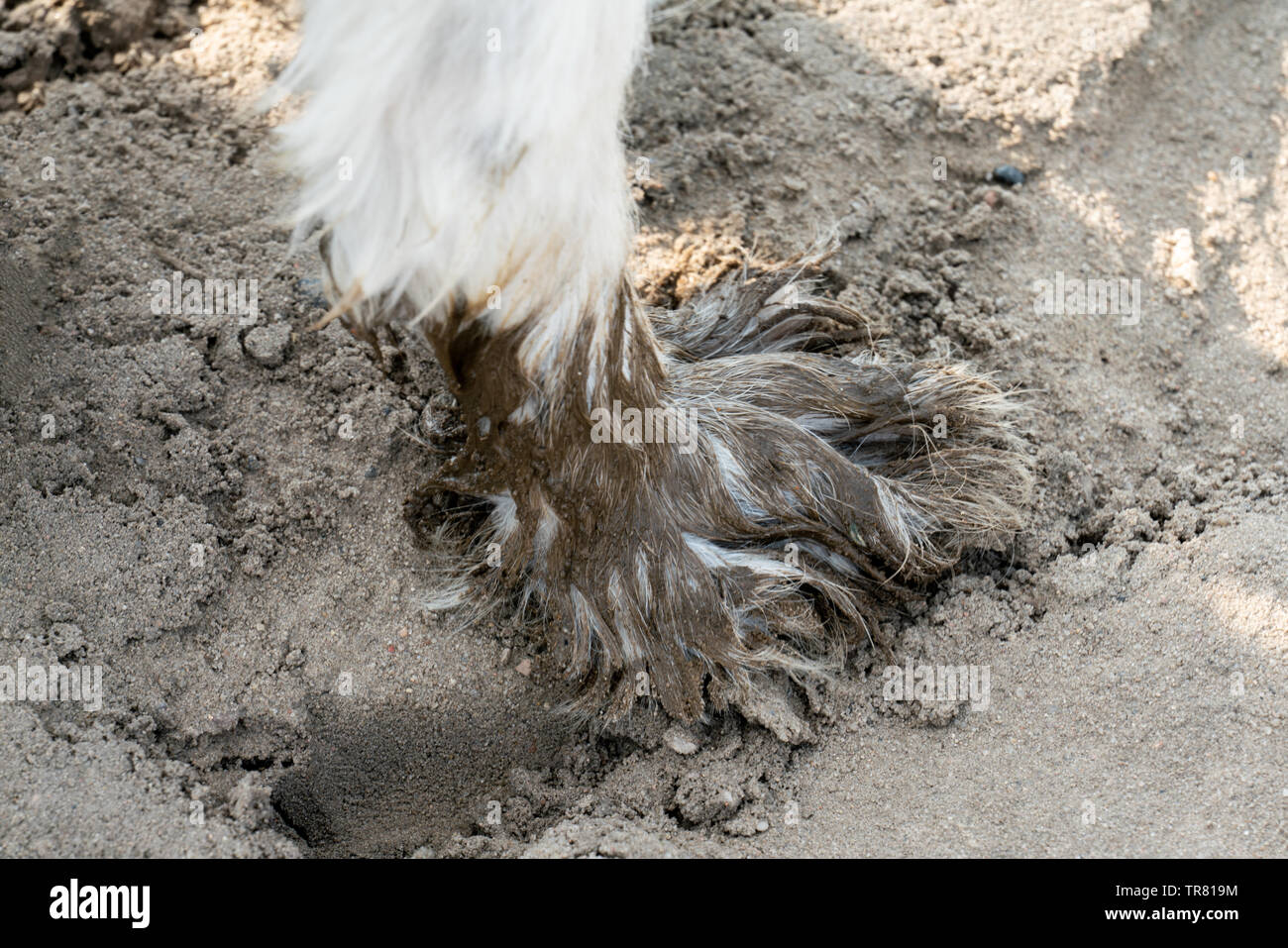 Paw très sale d'un chien blanc couvert de boue Banque D'Images