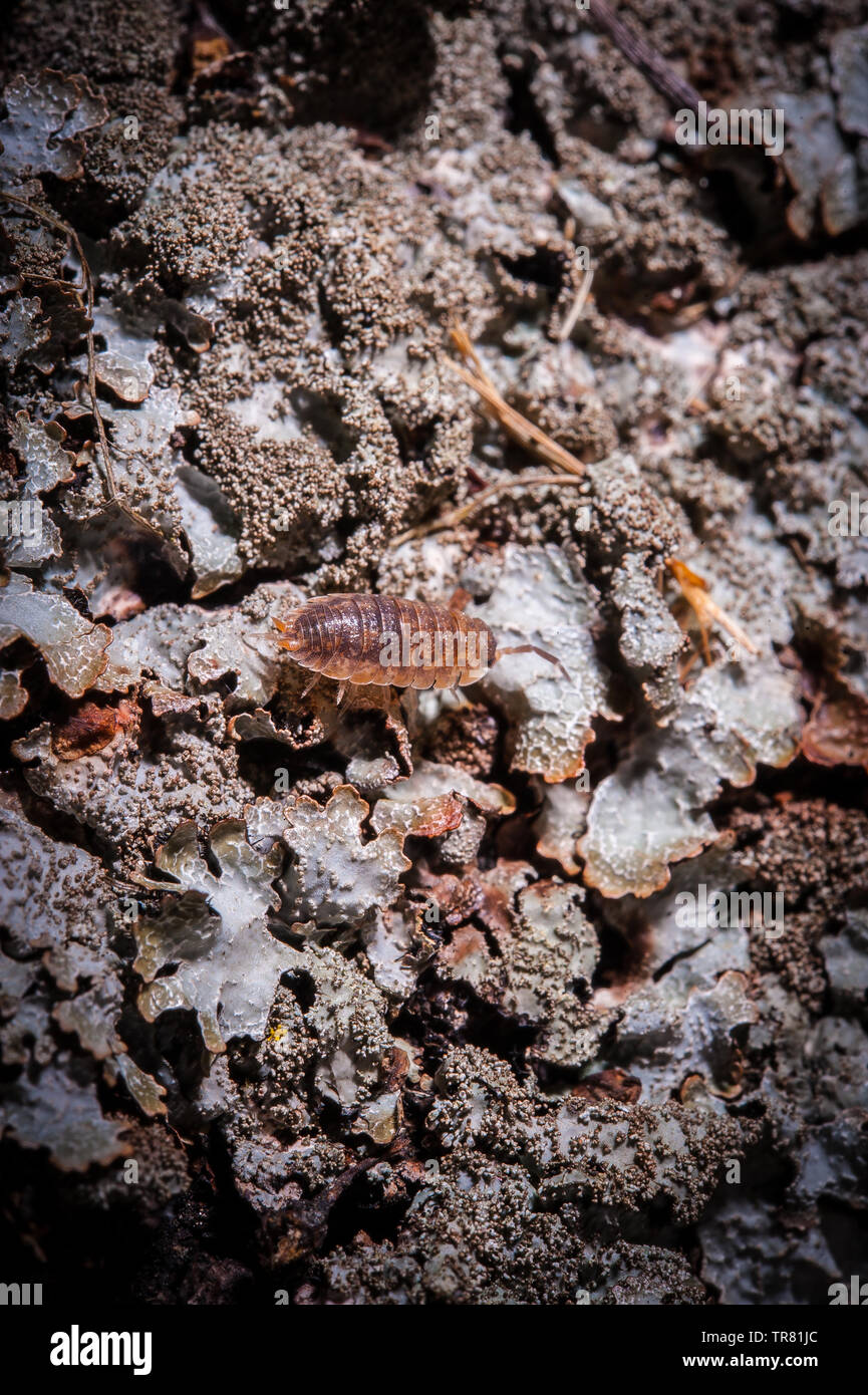 Un cloporte (Oniscidea) ramper sur un vieux log Banque D'Images