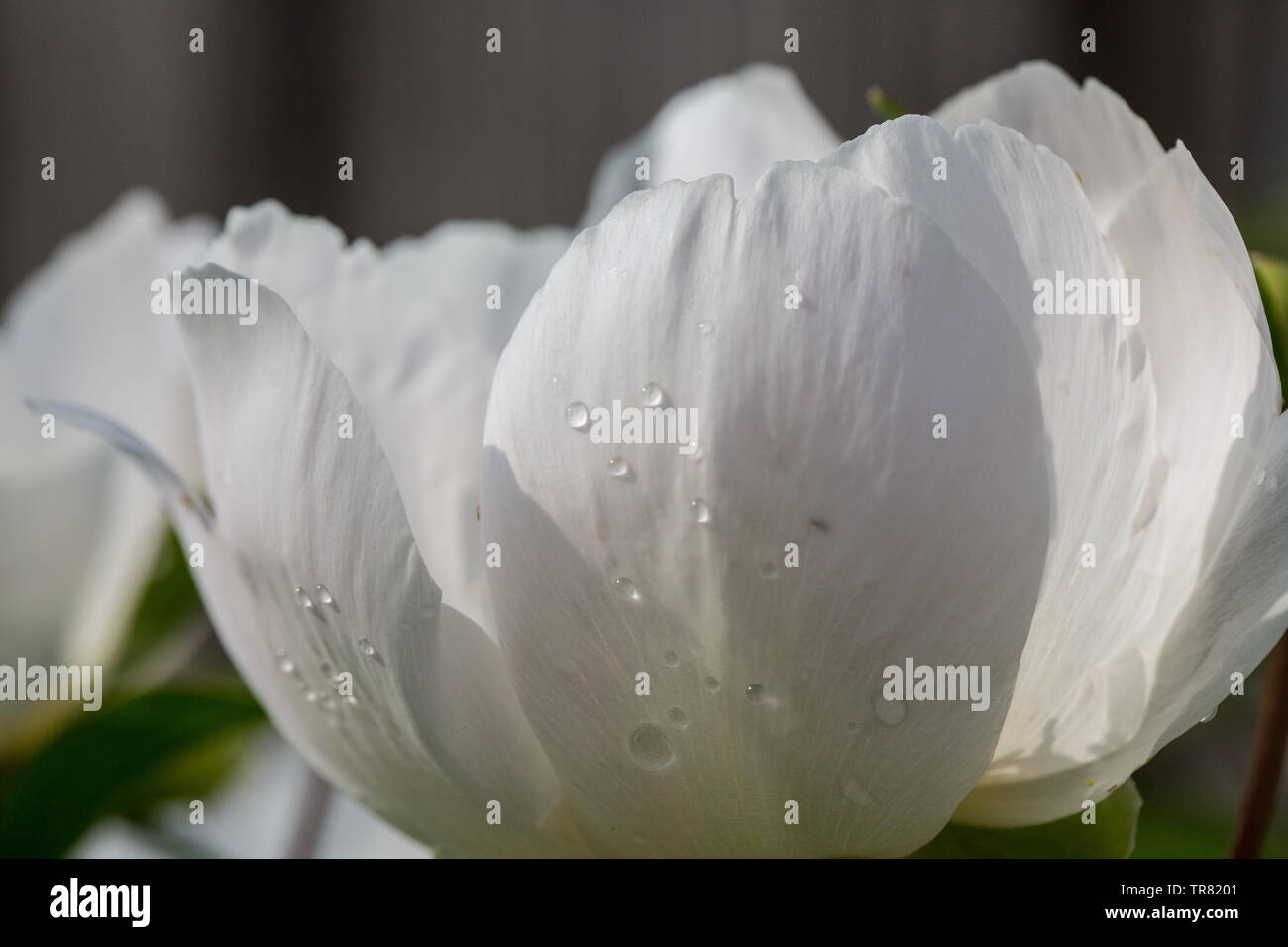 Macro plein cadre de pivoine blanche fleur dans le jardin. Banque D'Images