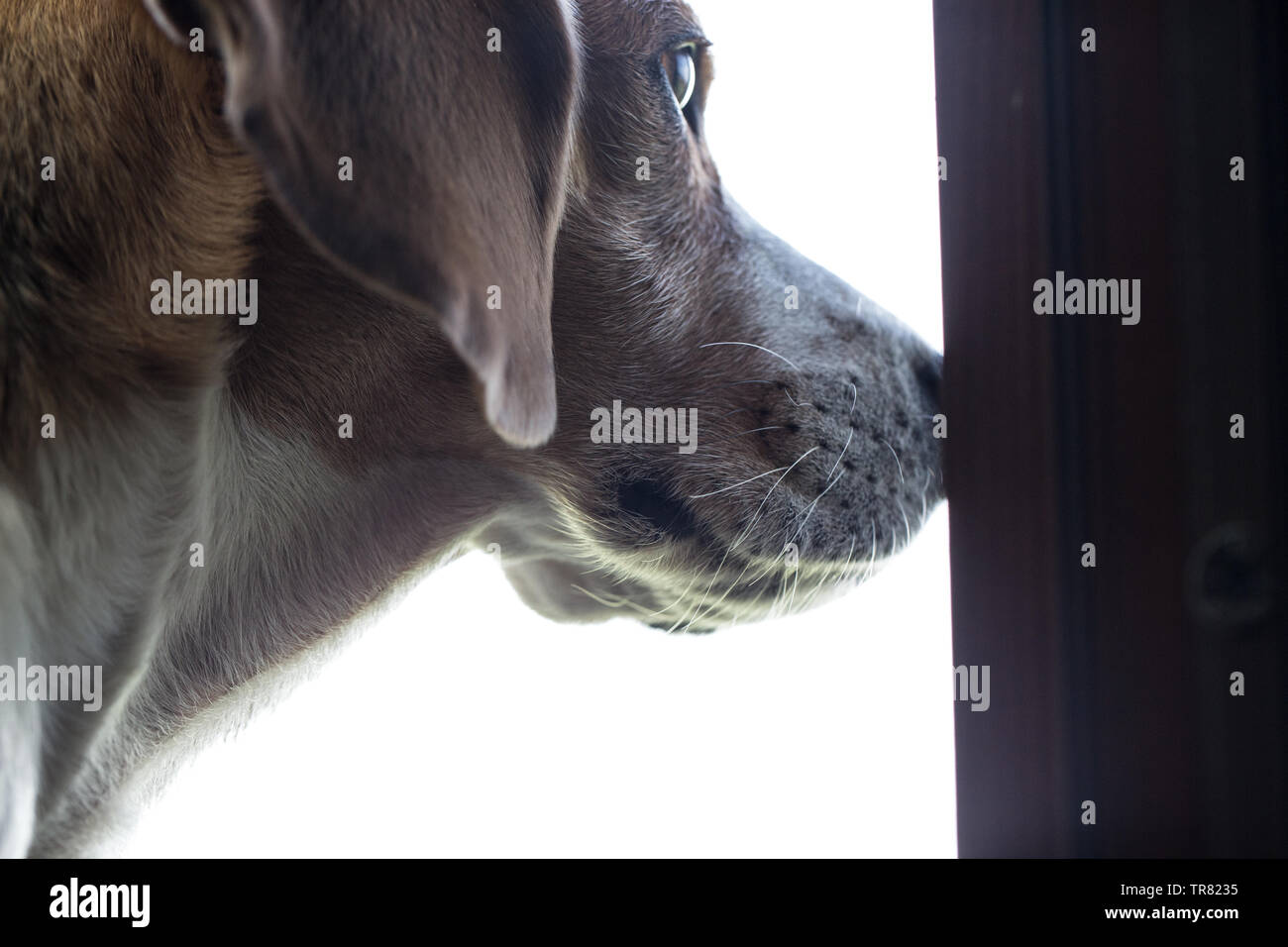 Close-up de tête de beagle. Le chien est à l'extérieur. Banque D'Images