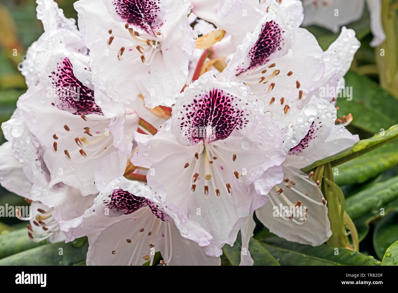 Blanc et violet Rhododenron Sappho Rhododendron en fleurs en mai, Angus, Scotland, UK Banque D'Images