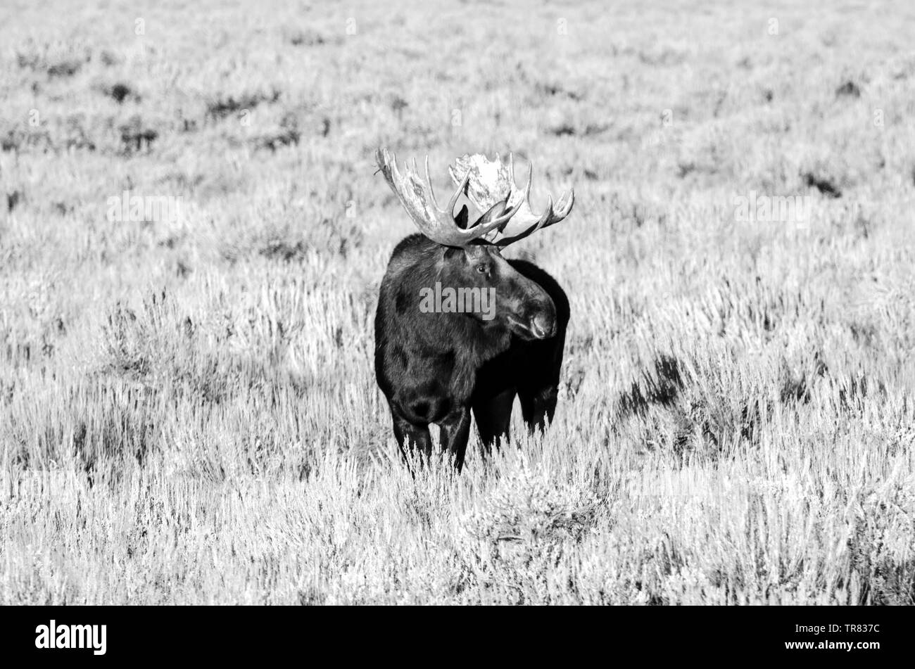 Orignal masculin (cerf adulte) broutant dans le parc national de Grand Teton, dans l'État américain du Wyoming Banque D'Images Orignal masculin (cerf adulte) broutant dans le parc national de Grand Teton, dans l'État américain du Wyoming Banque D'Images
