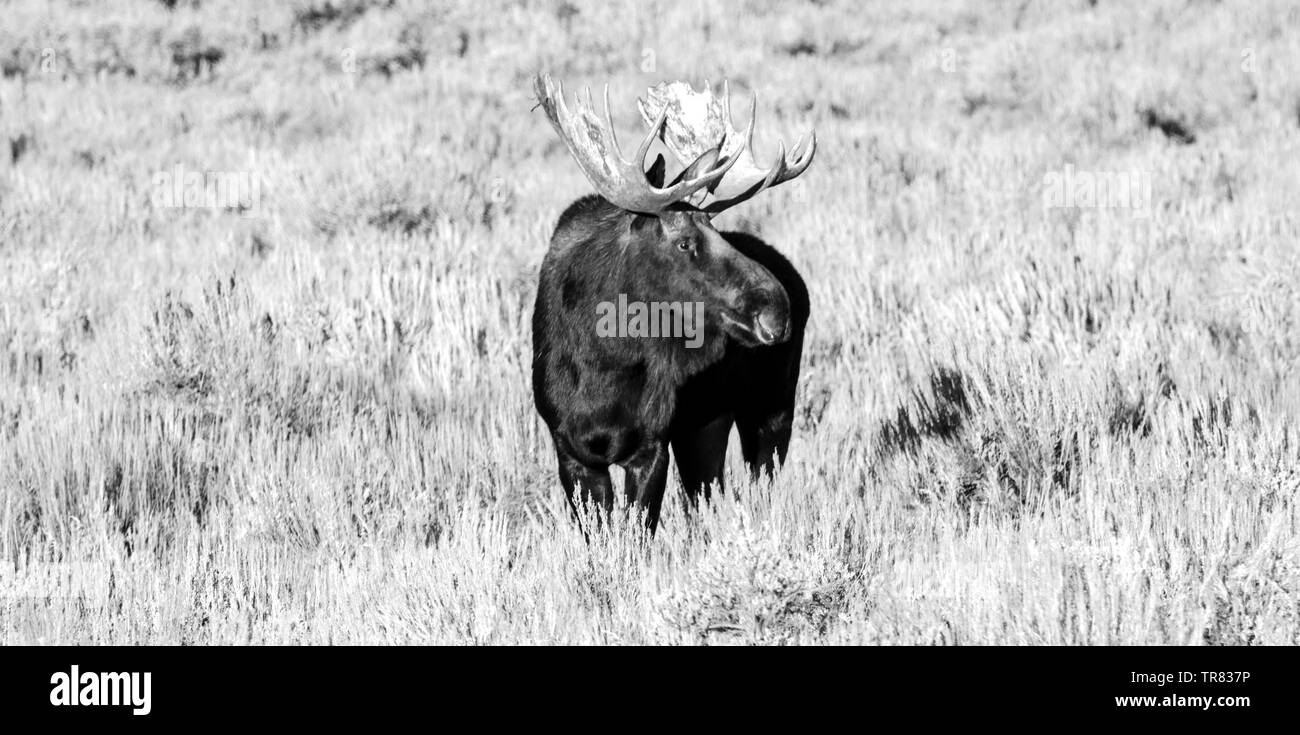 Orignal masculin (cerf adulte) broutant dans le parc national de Grand Teton, dans l'État américain du Wyoming Banque D'Images Orignal masculin (cerf adulte) broutant dans le parc national de Grand Teton, dans l'État américain du Wyoming Banque D'Images