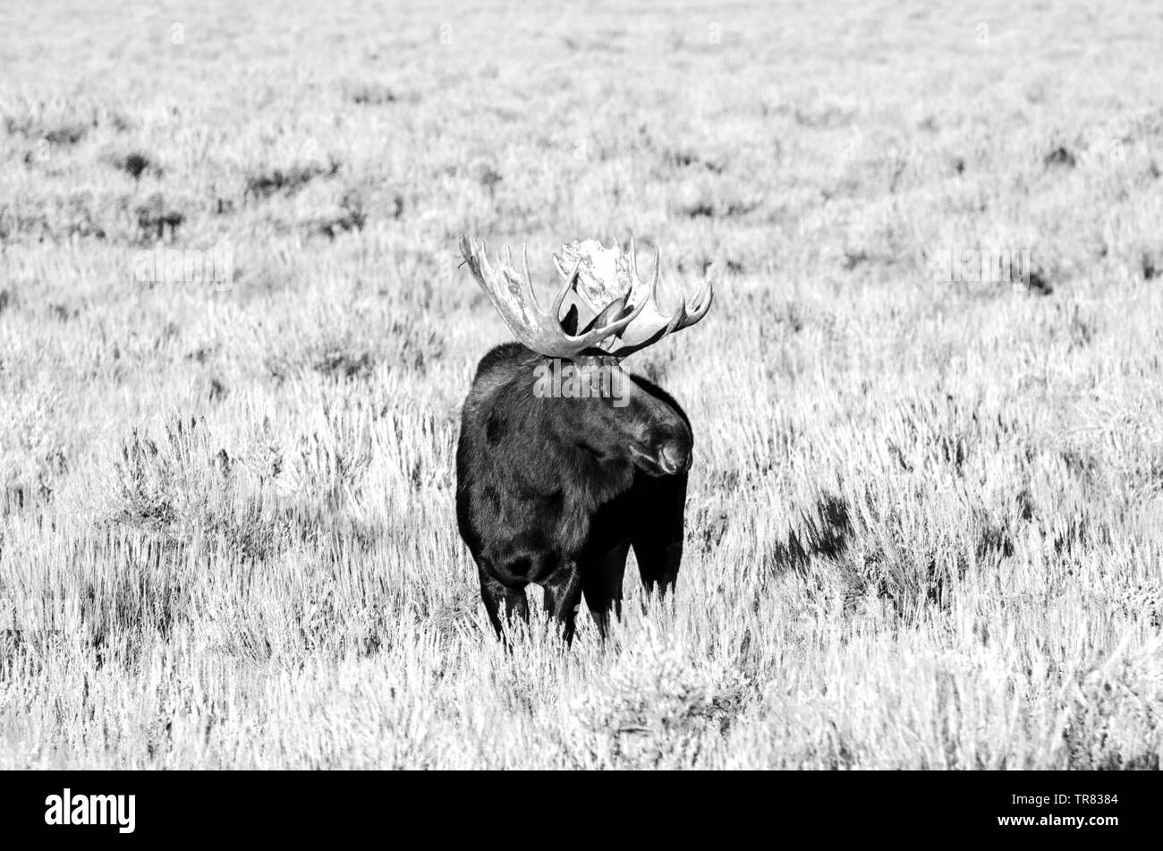 Orignal masculin (cerf adulte) broutant dans le parc national de Grand Teton, dans l'État américain du Wyoming Banque D'Images Orignal masculin (cerf adulte) broutant dans le parc national de Grand Teton, dans l'État américain du Wyoming Banque D'Images