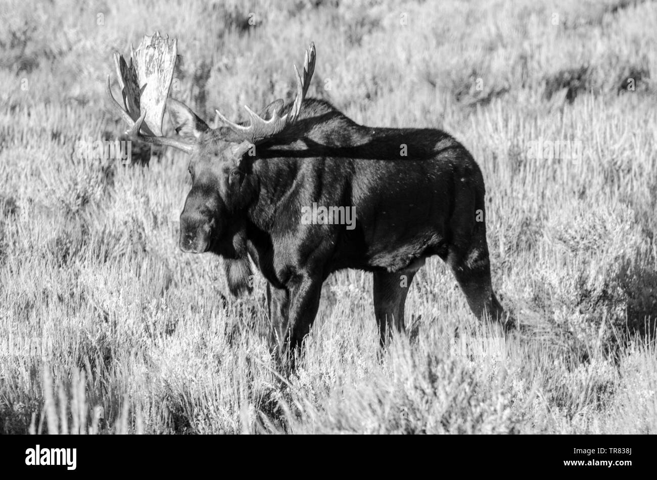 Orignal masculin (cerf adulte) broutant dans le parc national de Grand Teton, dans l'État américain du Wyoming Banque D'Images Orignal masculin (cerf adulte) broutant dans le parc national de Grand Teton, dans l'État américain du Wyoming Banque D'Images