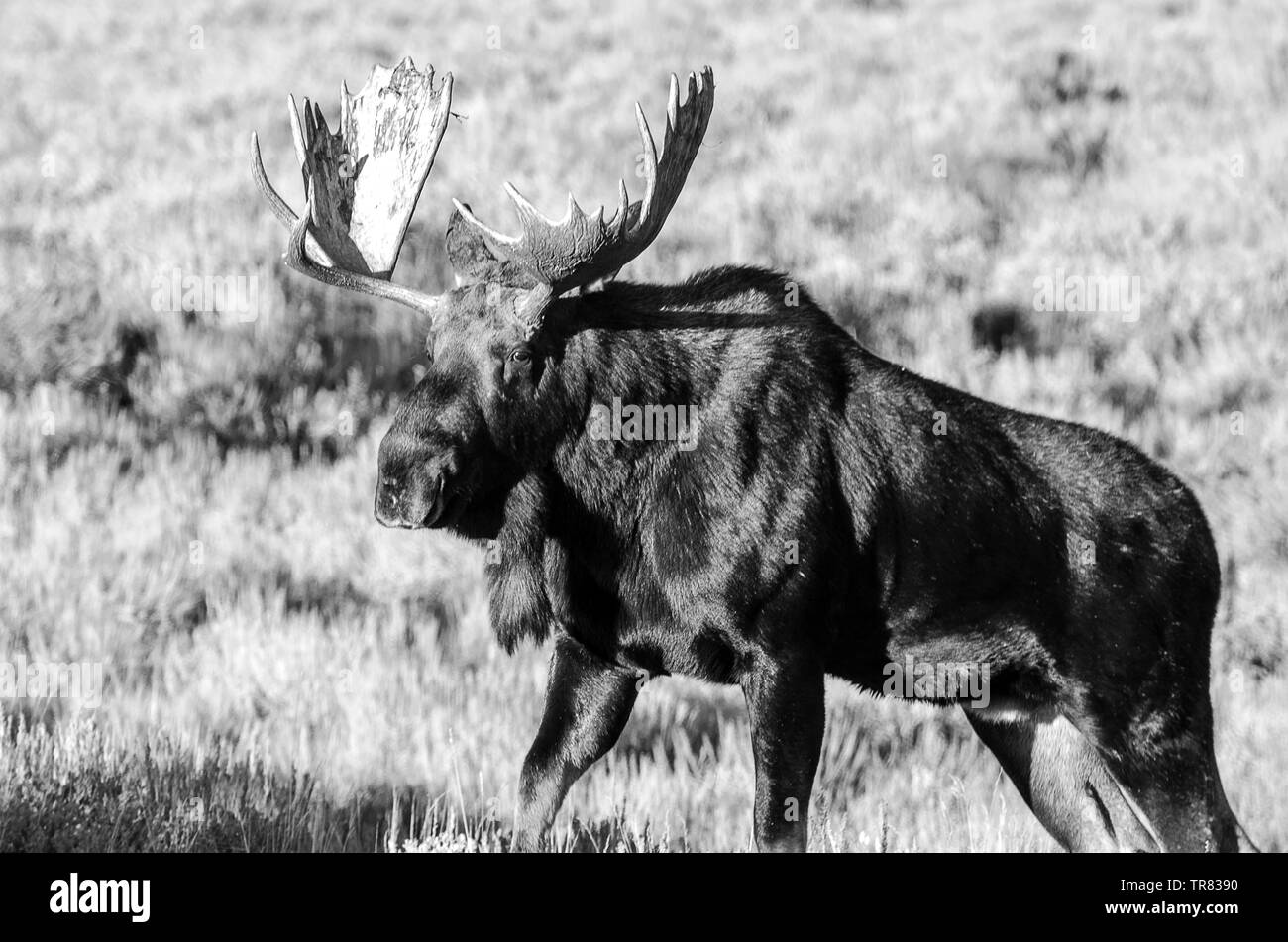 Orignal masculin (cerf adulte) broutant dans le parc national de Grand Teton, dans l'État américain du Wyoming Banque D'Images Orignal masculin (cerf adulte) broutant dans le parc national de Grand Teton, dans l'État américain du Wyoming Banque D'Images