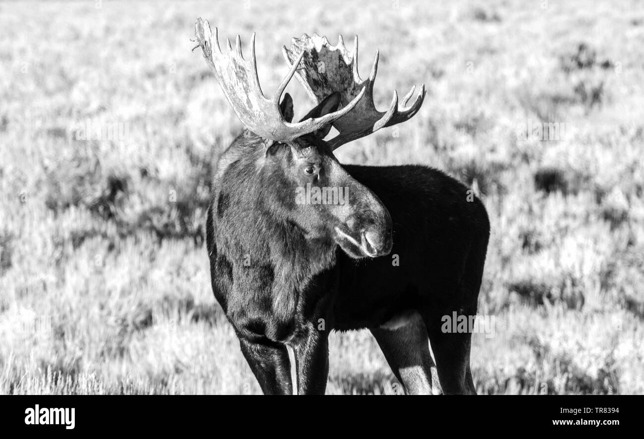 Orignal masculin (cerf adulte) broutant dans le parc national de Grand Teton, dans l'État américain du Wyoming Banque D'Images Orignal masculin (cerf adulte) broutant dans le parc national de Grand Teton, dans l'État américain du Wyoming Banque D'Images
