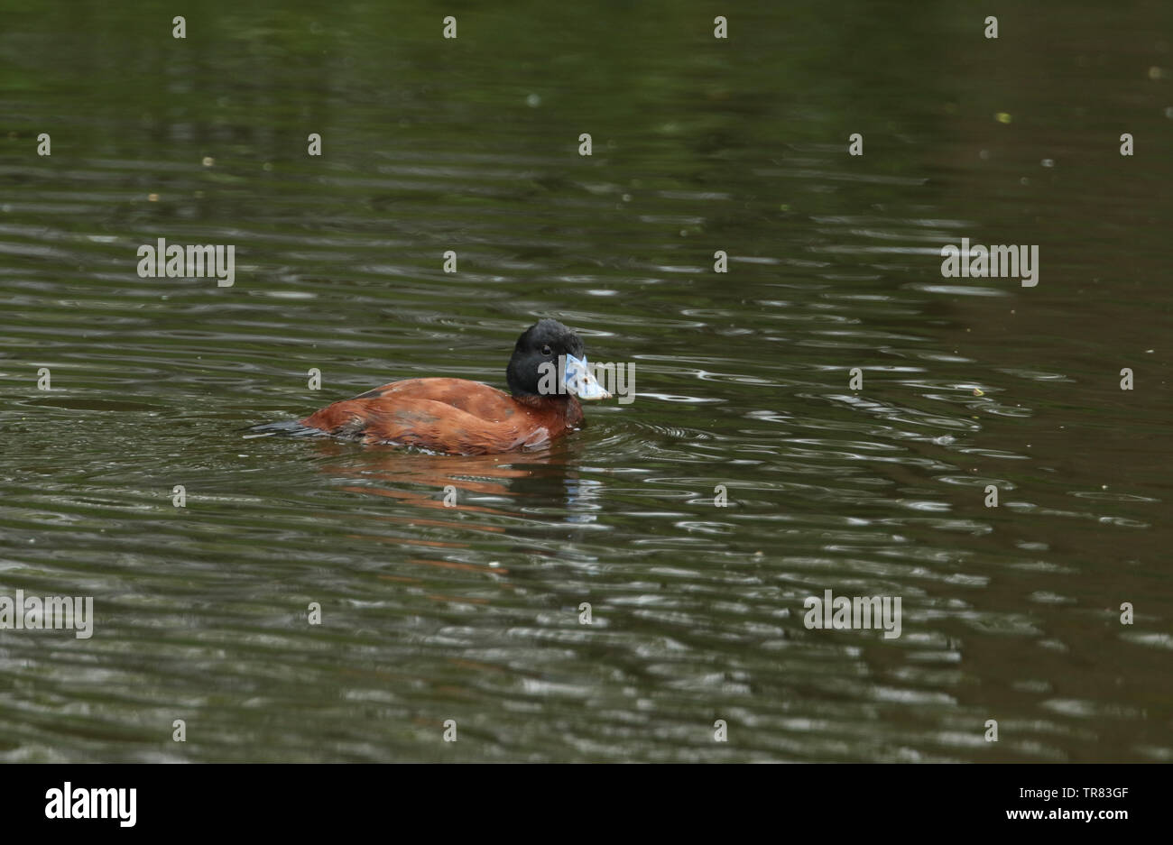 Une belle, l'érismature rousse Oxyura argentin vittata, natation sur une rivière au Royaume-Uni. Banque D'Images