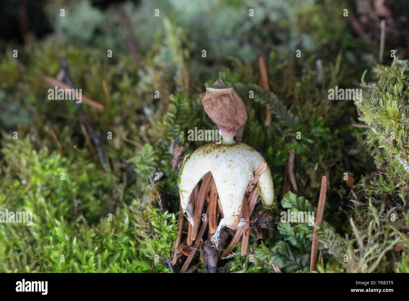 Geastrum quadrifidum, communément appelé la villeuse ou earthstar earthstar à quatre pattes Banque D'Images