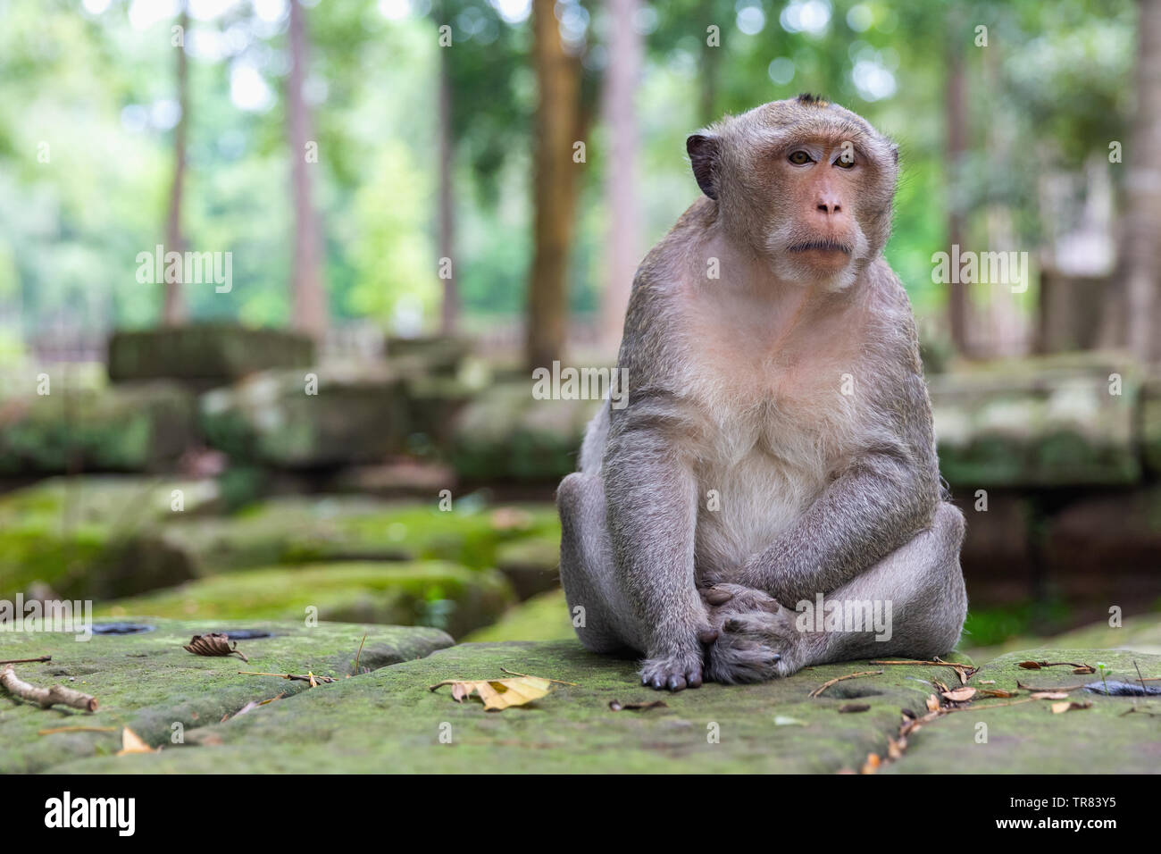 Singe Macaque assis à l'extérieur du temple Bayon, Angkor Thom, la Province de Siem Reap, Cambodge, Indochine, Asie du Sud, Asie Banque D'Images