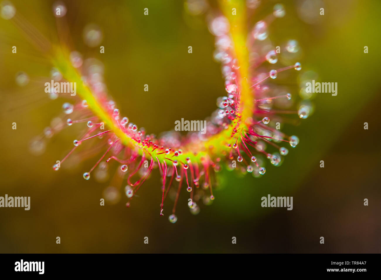 Cape sundew Drosera capensis,, est une espèce carnivore vivace de droséra. Banque D'Images