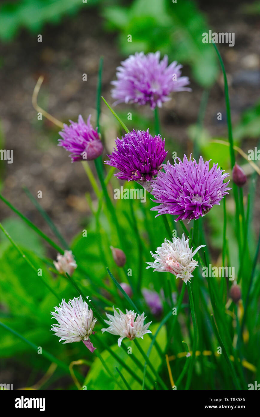 Fleurs violettes de la Ciboulette - Allium schoenoprasum Banque D'Images