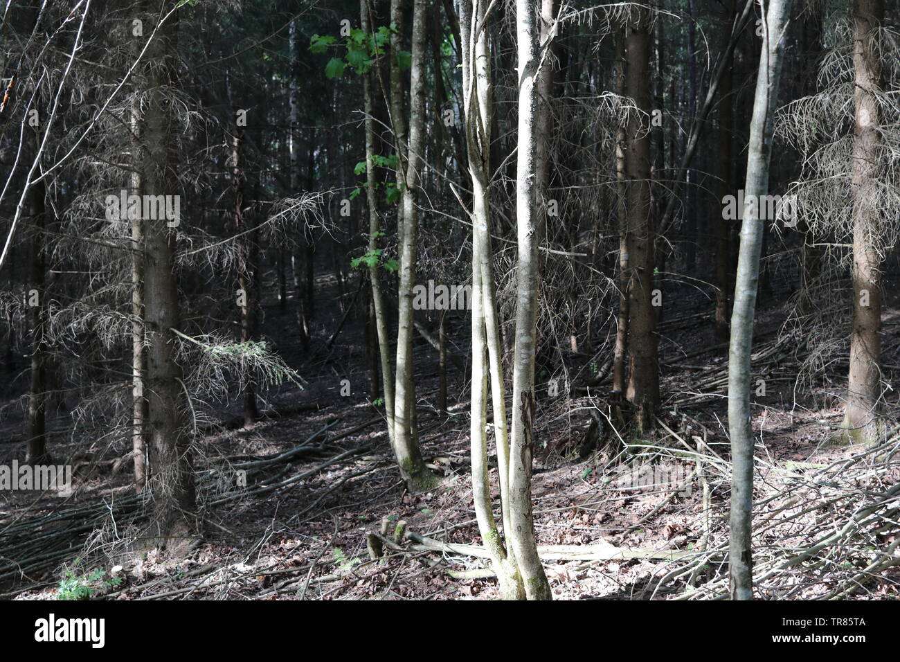Forêt sèche en plein soleil sur un sol en pente couvert de brindilles. Banque D'Images