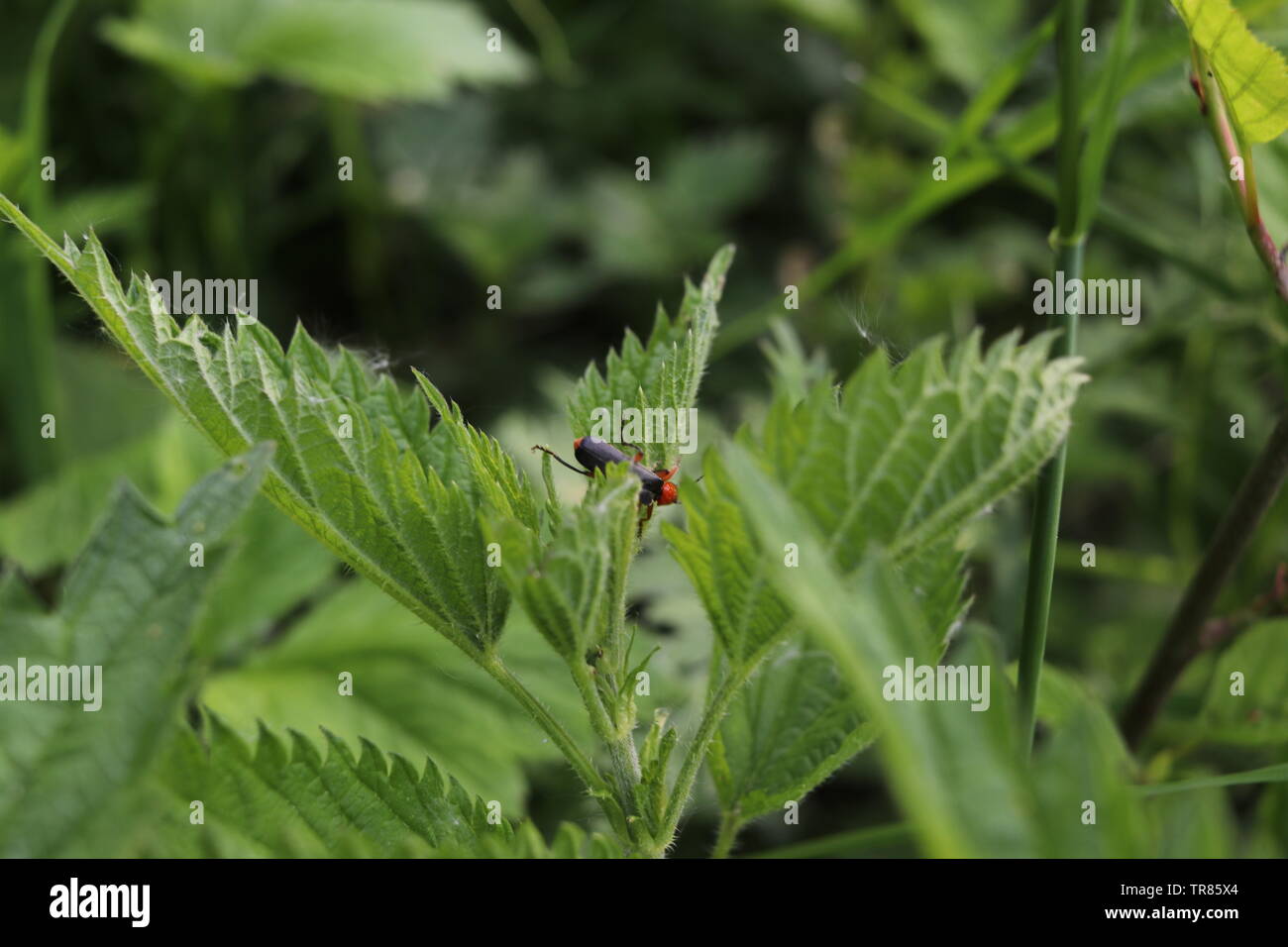 Un bug se hisse sur une feuille d'ortie. Banque D'Images