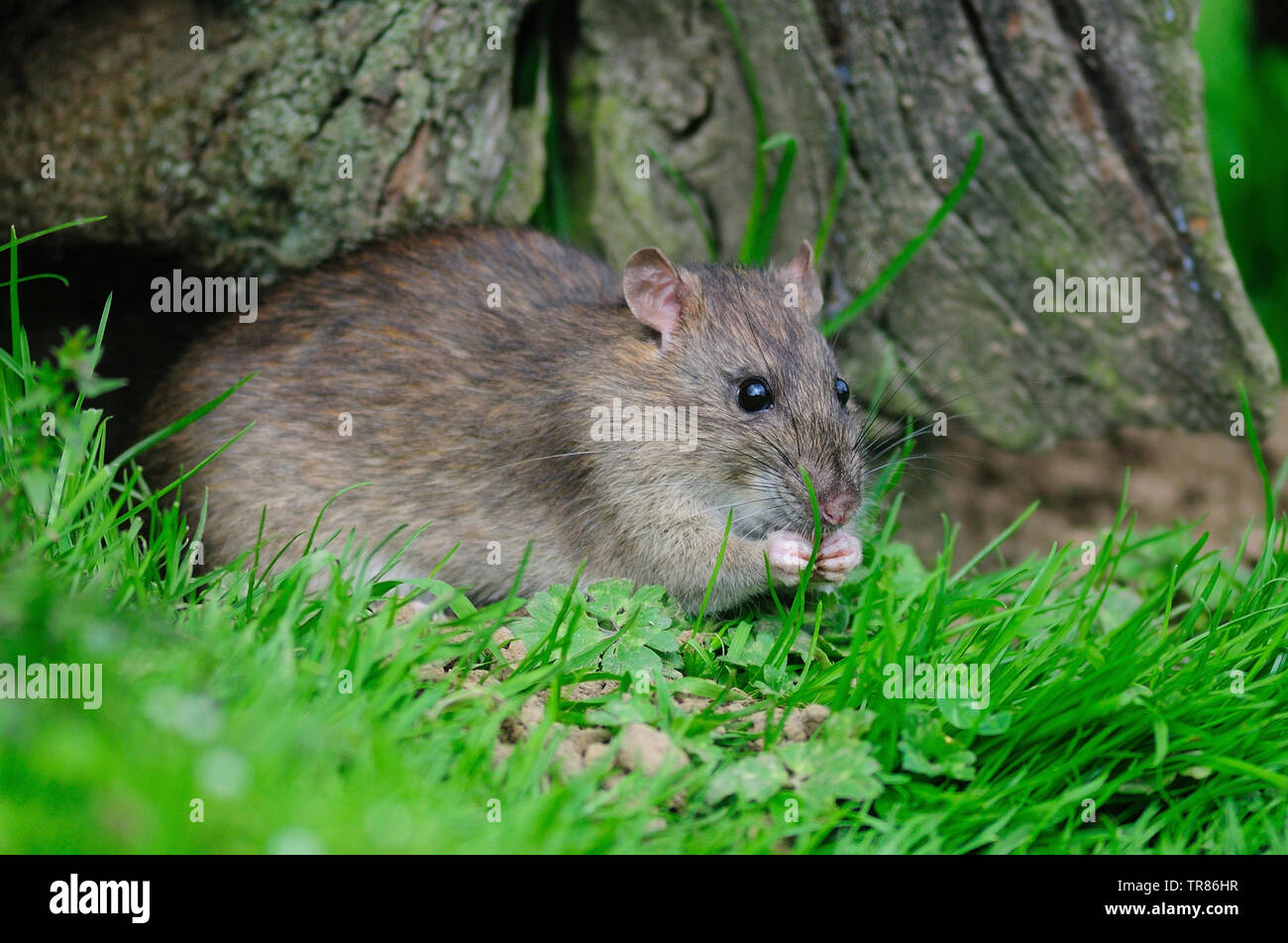 rat brun Banque D'Images