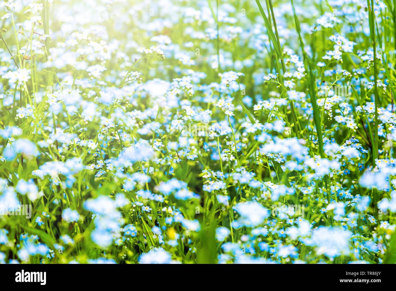 Forget-me-not (Myosotis scorpioides). Fleurs d'épanouissement au printemps. Floral background naturelles. Banque D'Images