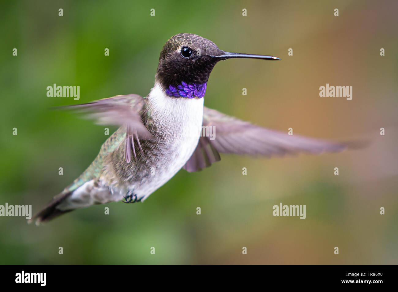 Black-Chinned planant Hummingbird Banque D'Images