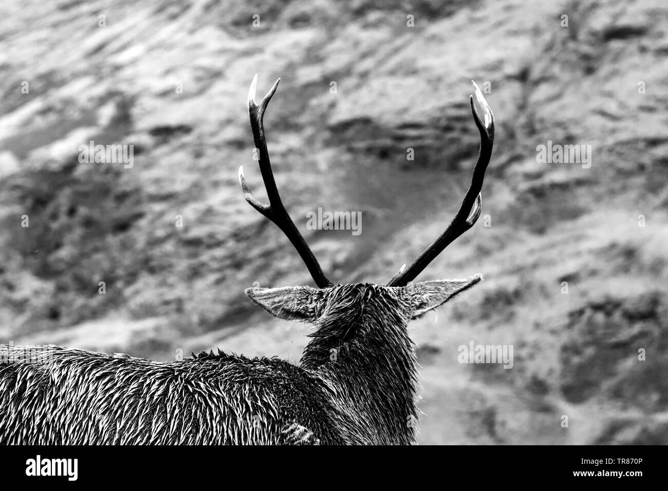 Highland deer Banque D'Images